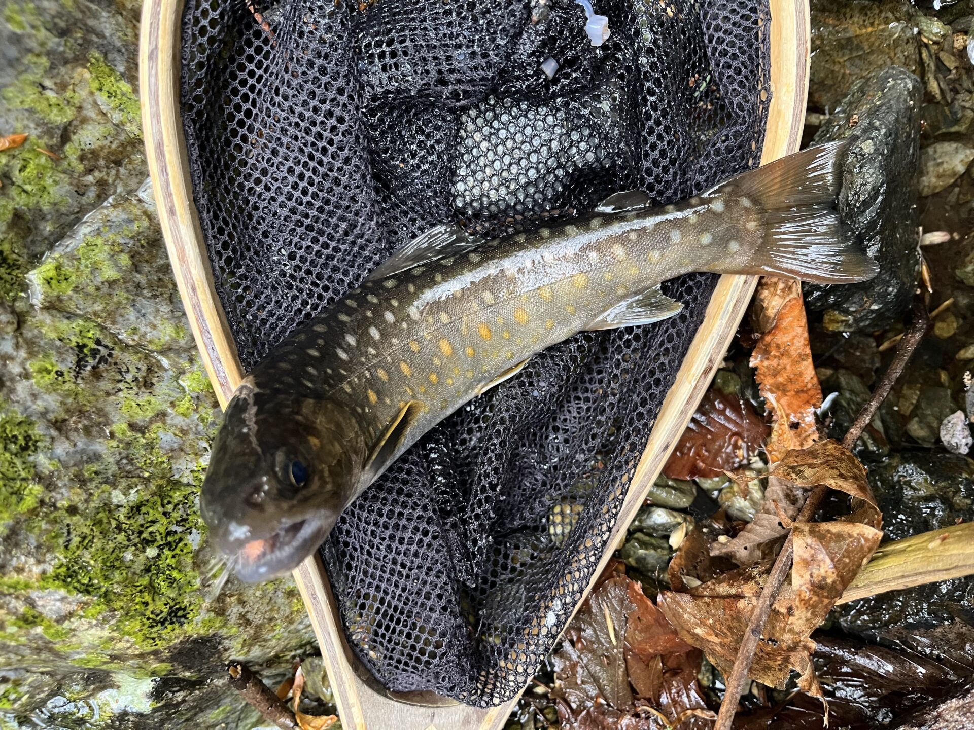 岩魚
2026.4.23
15:49
シャロムの森
