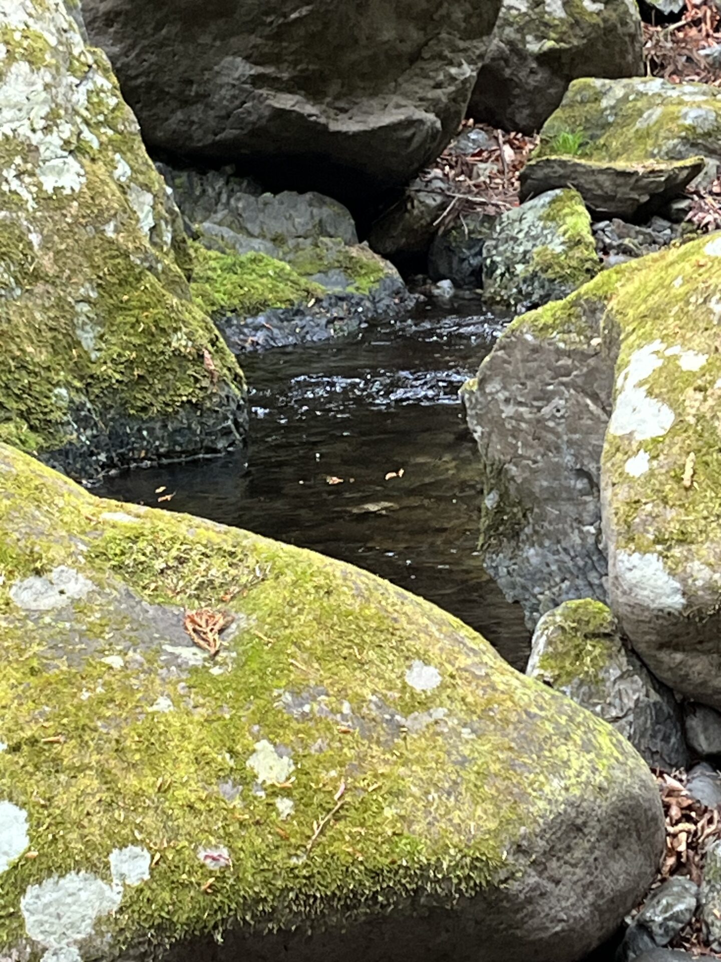 ポイント
岩魚
2026.4.23
15:49
シャロムの森