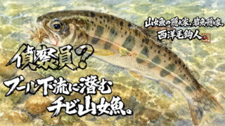 【フライフィッシング】偵察要員？プール下流に潜むチビ山女魚。 