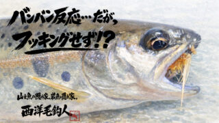 【フライフィッシング】バンバン反応・・・だが、フッキングせず！？ 