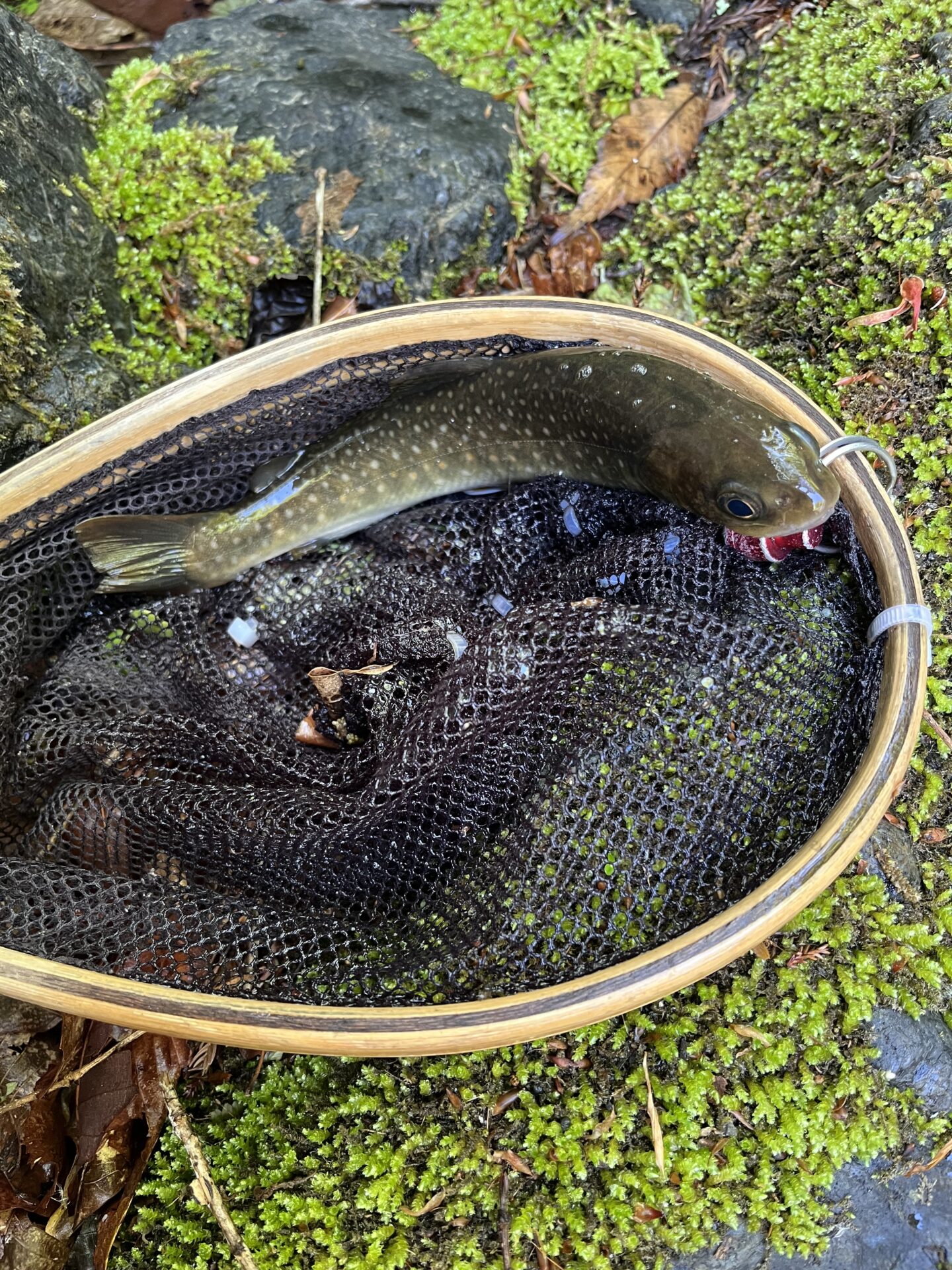 岩魚
上野村
中丿沢毛ばり釣り専用区(1)
2026.5.14
9:38
