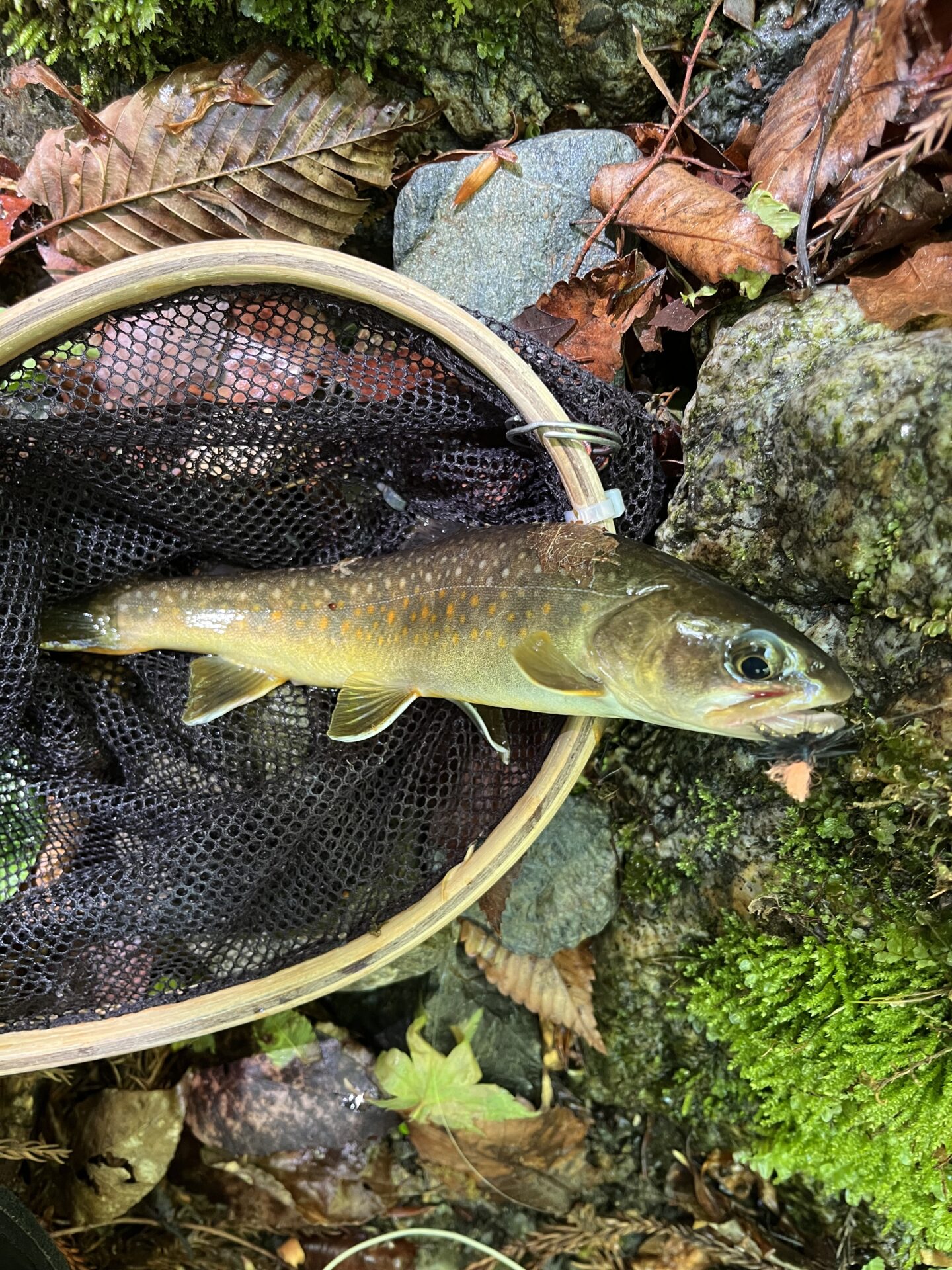 岩魚
上野村
中丿沢毛ばり釣り専用区(2)
2026.5.14
10:18
