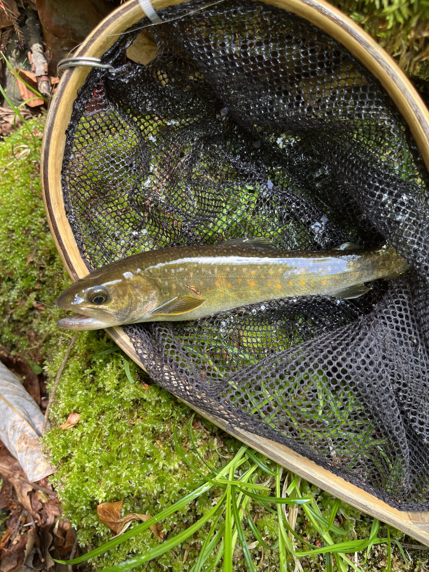 岩魚
上野村
中丿沢毛ばり釣り専用区(3)
2026.5.14
11:31