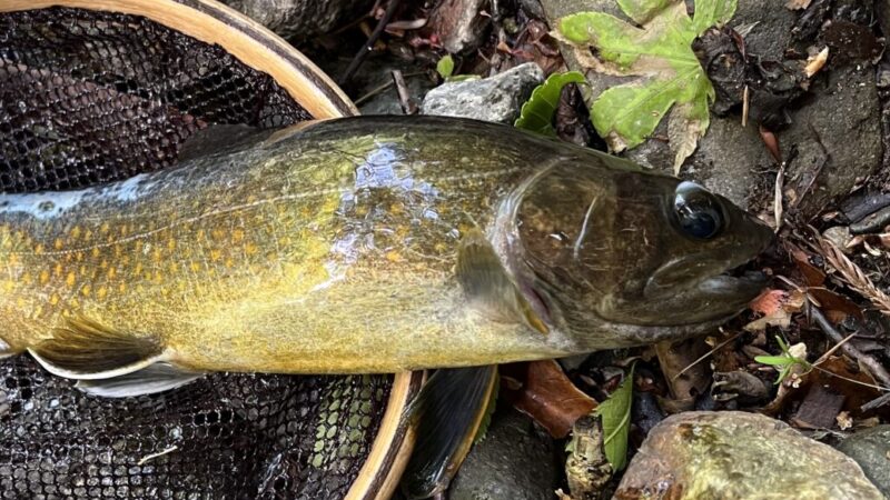【釣果15匹山女魚3岩魚12】中丿沢毛ばり釣り専用区2026.5.14