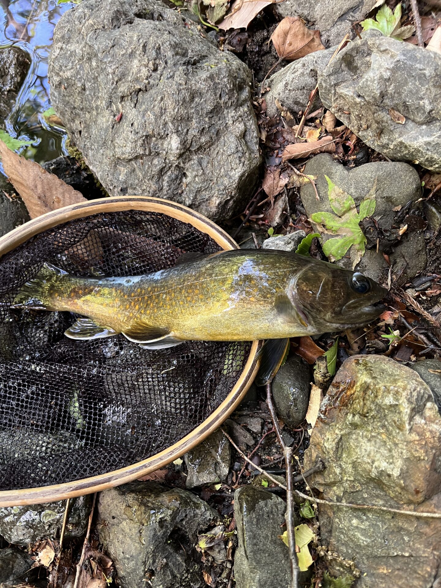 岩魚
上野村
中丿沢毛ばり釣り専用区(4)
2026.5.14
11:51