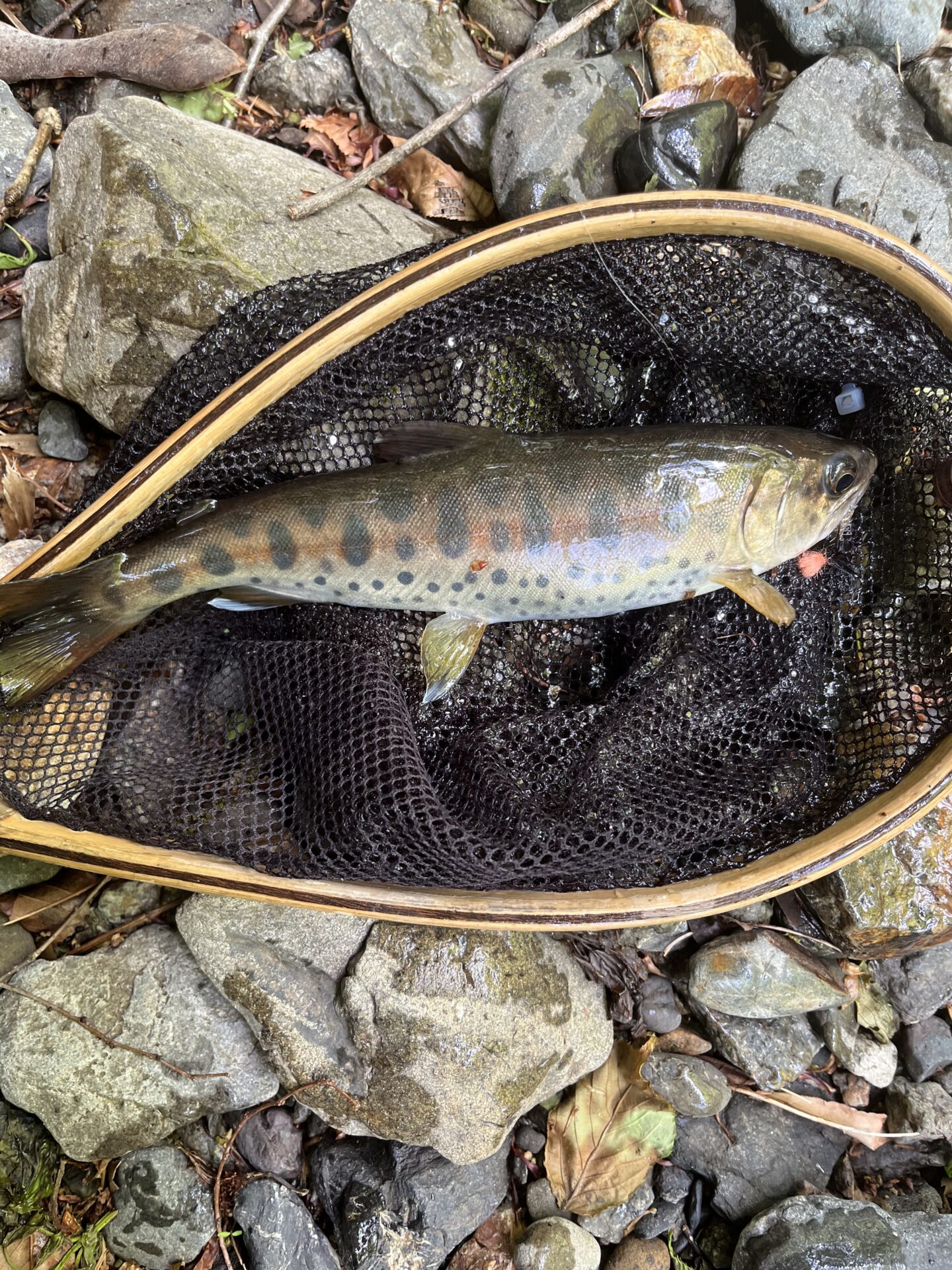 山女魚
上野村
中丿沢毛ばり釣り専用区(5)
11:55
