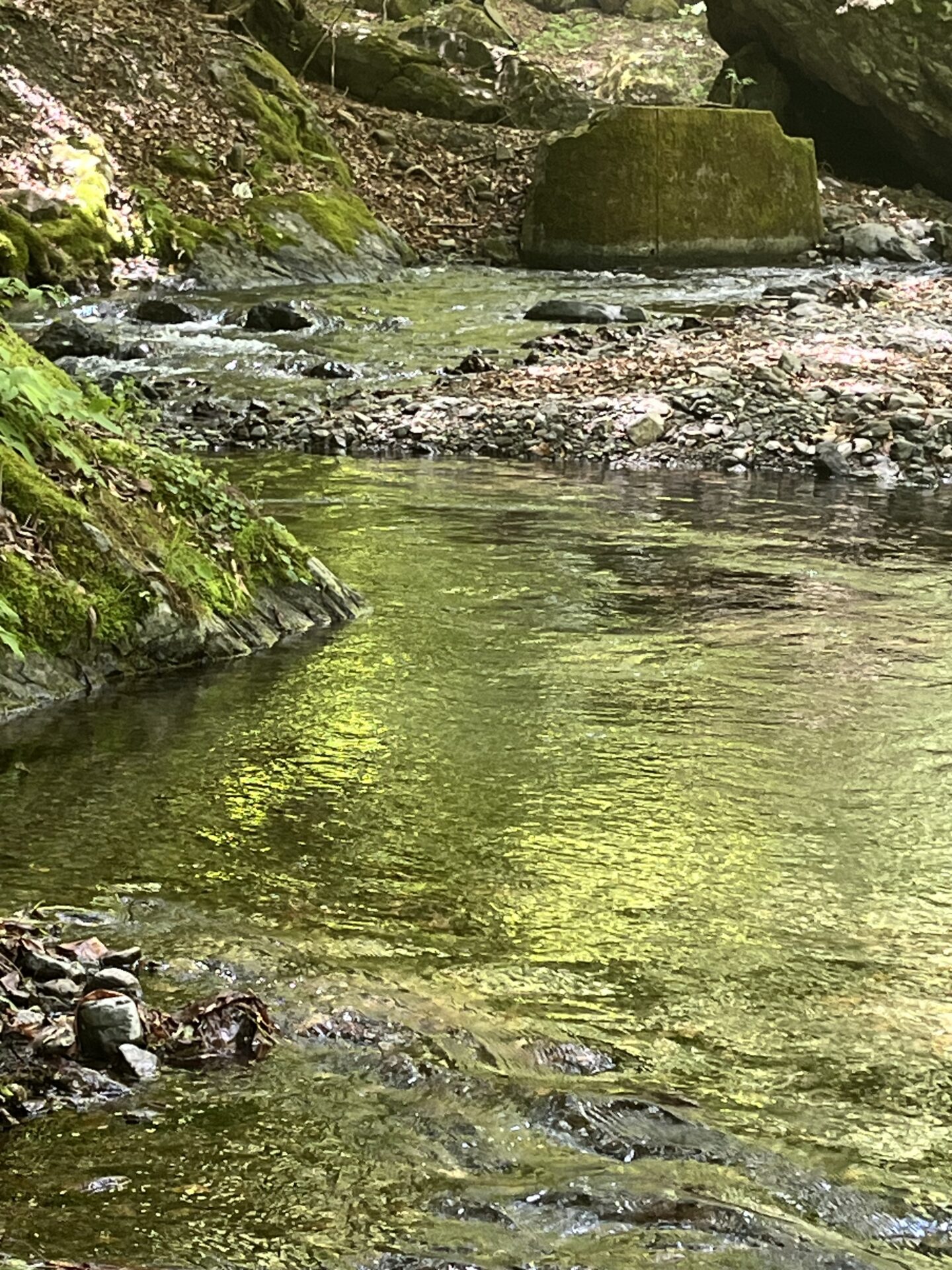 ポイント
山女魚
上野村
中丿沢毛ばり釣り専用区(5)
11:55