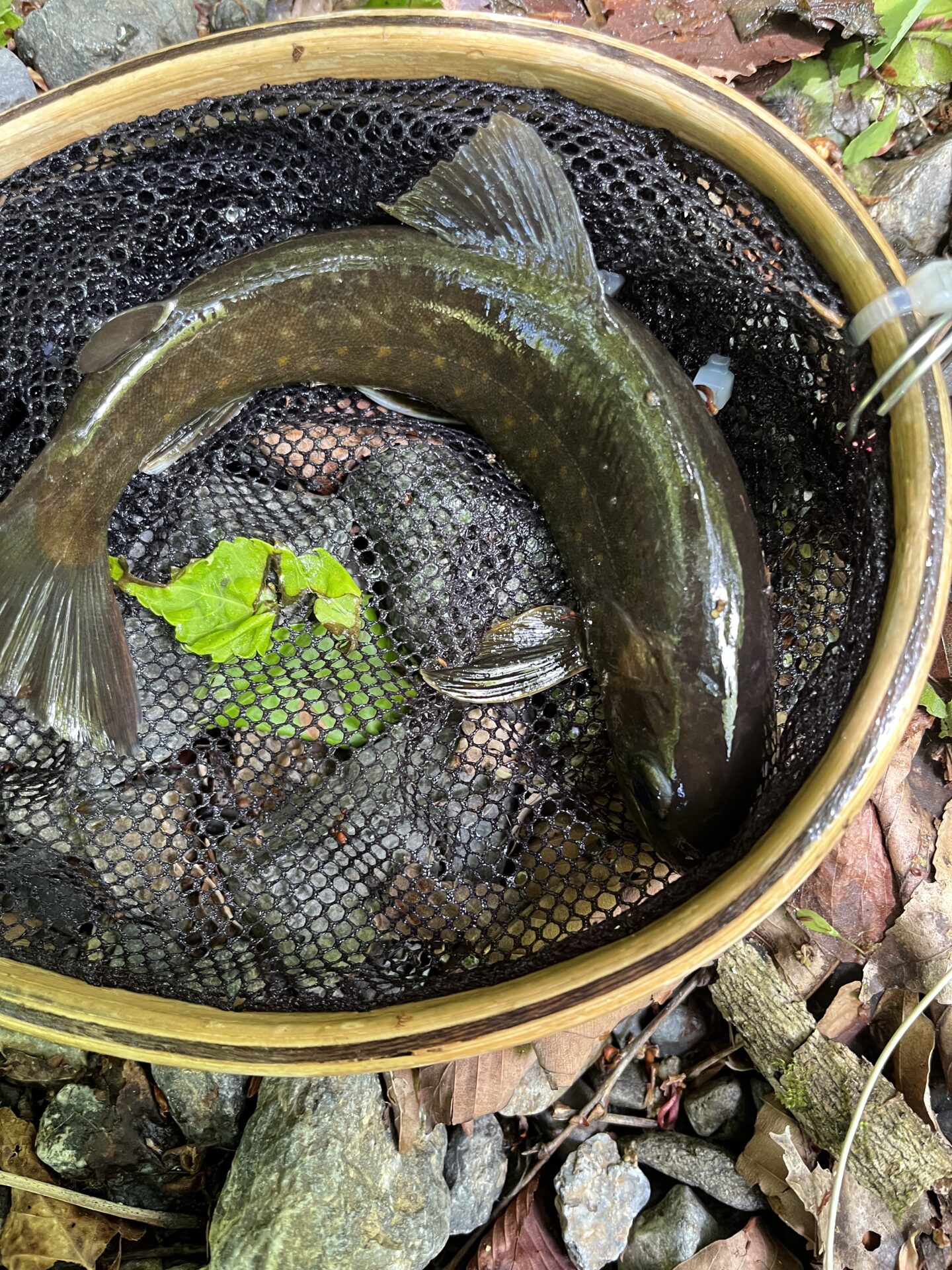 岩魚
上野村
中丿沢毛ばり釣り専用区(6)
12:04

