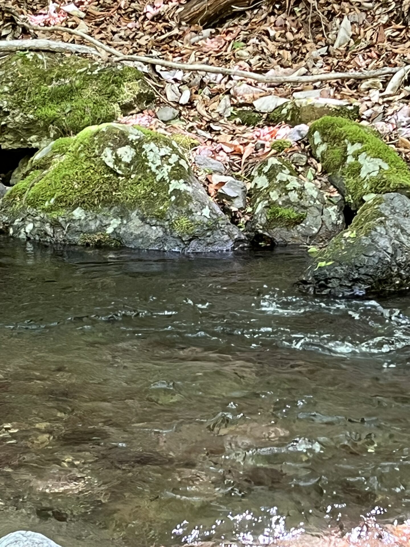 ポイント
岩魚
上野村
中丿沢毛ばり釣り専用区(6)
12:04
