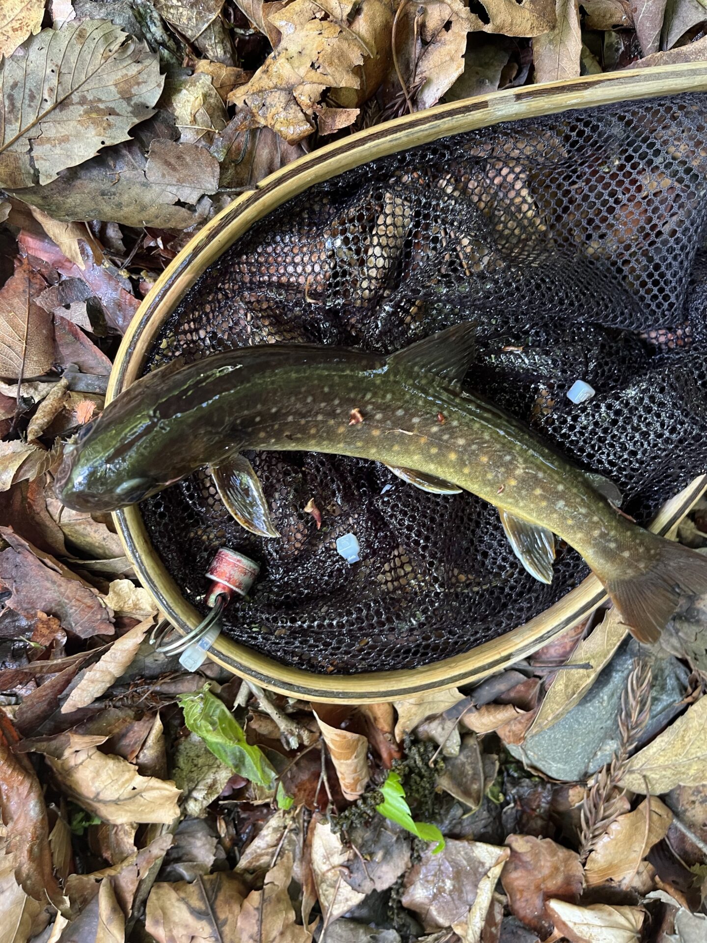 岩魚
上野村
中丿沢毛ばり釣り専用区(7)
12:09