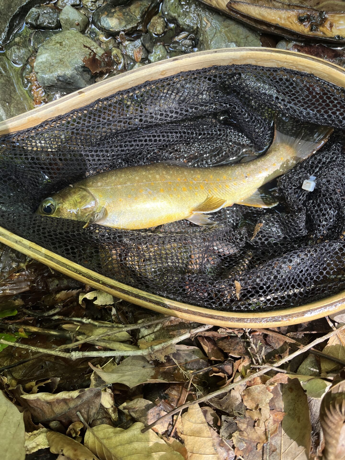 岩魚
上野村
中丿沢毛ばり釣り専用区(8)
12:32