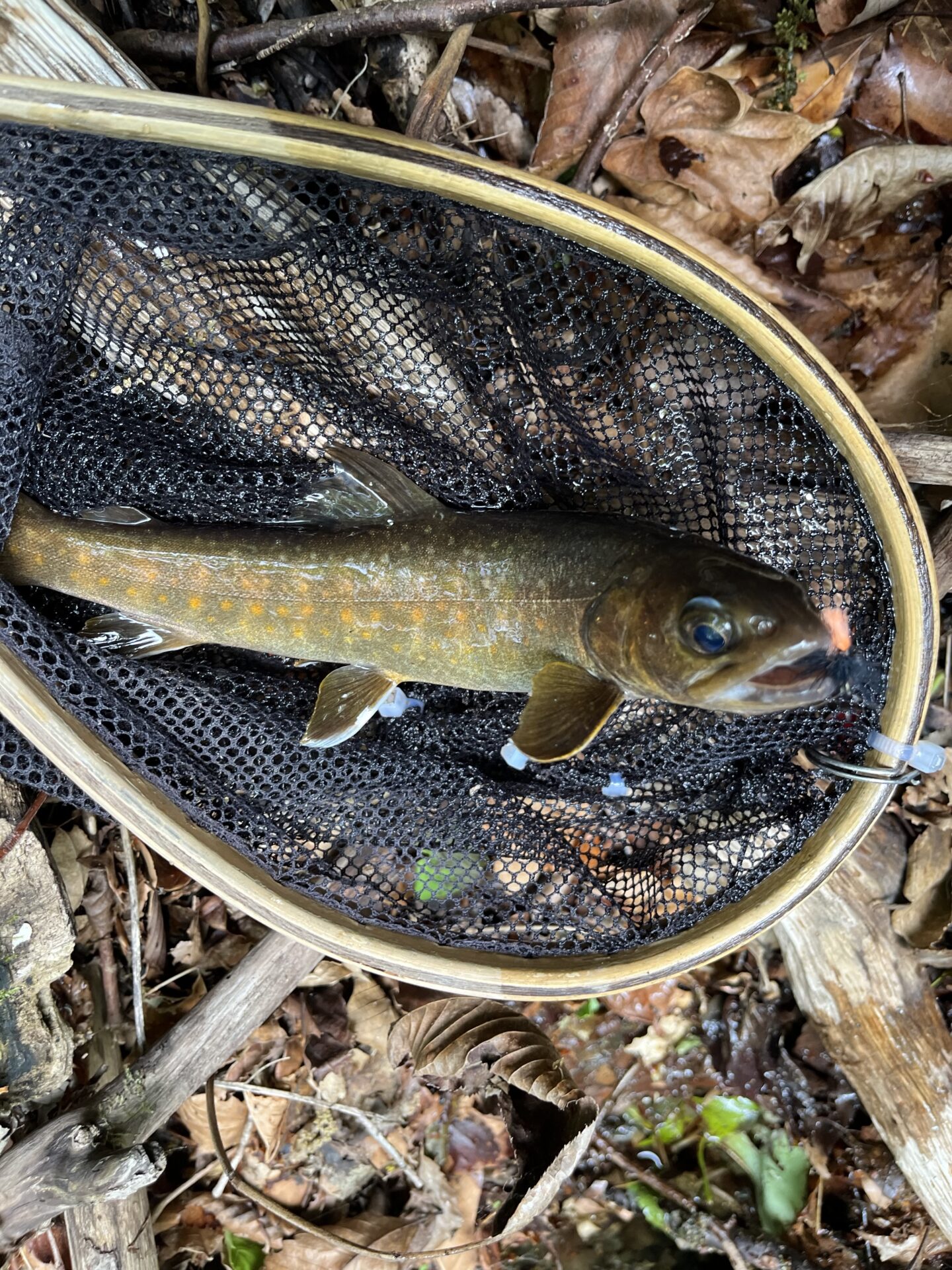岩魚
上野村
中丿沢毛ばり釣り専用区(9)
13:34