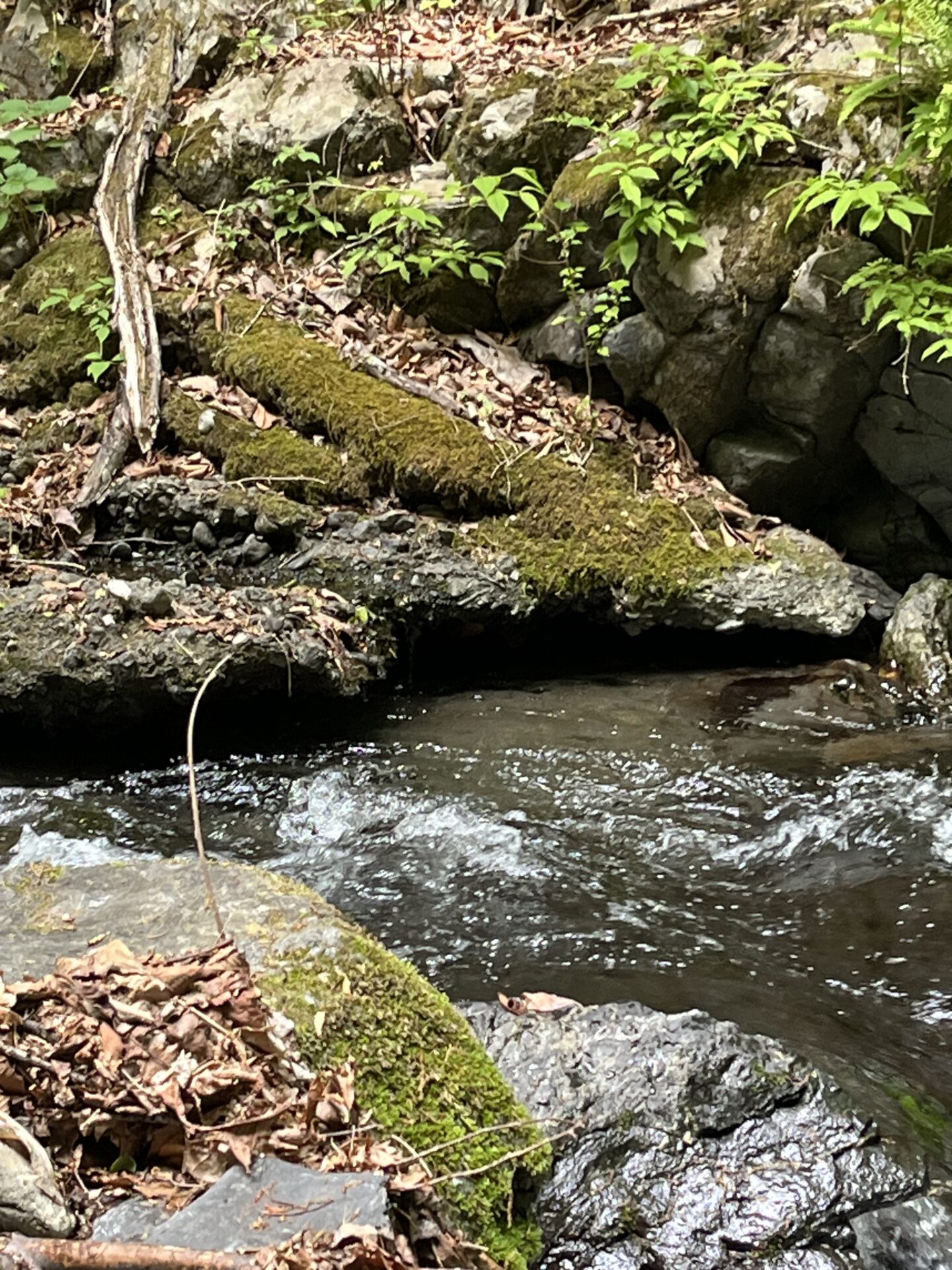 ポイント
岩魚
上野村
中丿沢毛ばり釣り専用区(9)
13:34