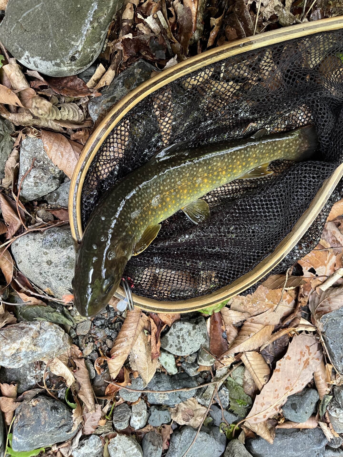 岩魚
上野村
中丿沢毛ばり釣り専用区(10)
13:52
