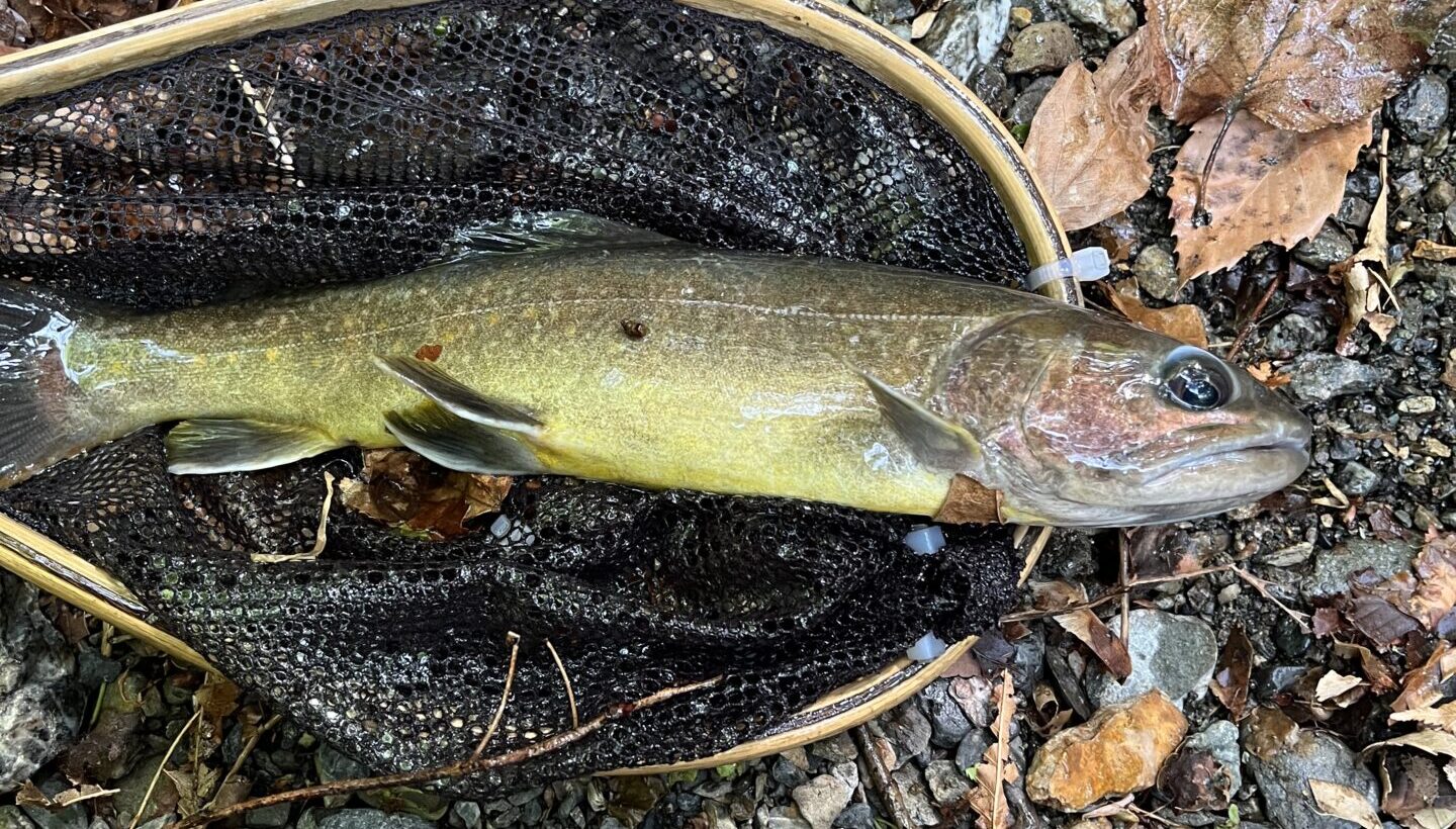 【釣果15匹山女魚3岩魚12】中丿沢毛ばり釣り専用区2026.5.14