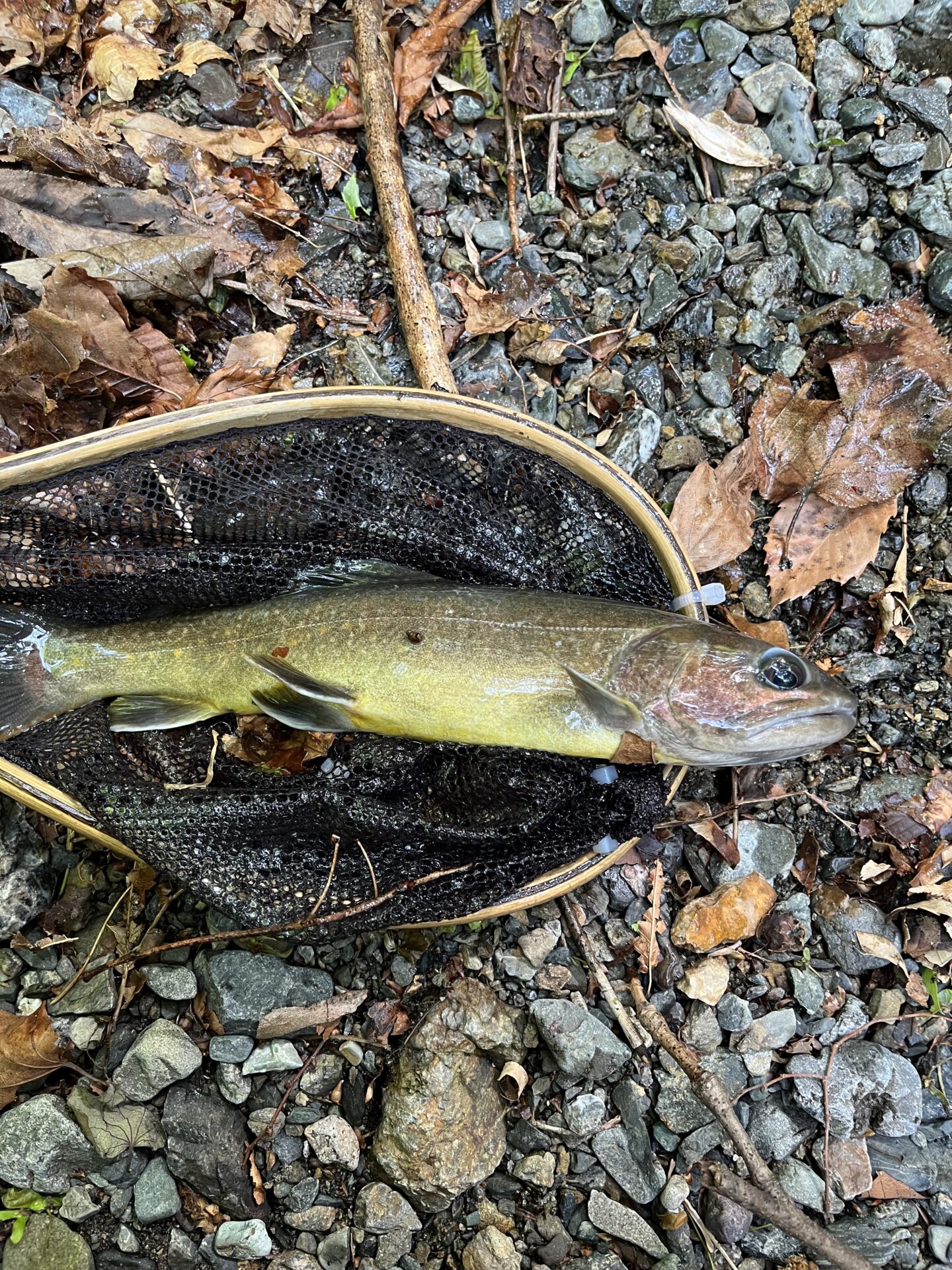 岩魚
上野村
中丿沢毛ばり釣り専用区(11)
14:44