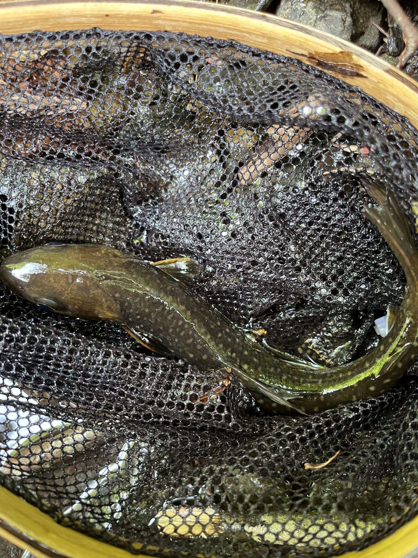 岩魚
上野村
中丿沢毛ばり釣り専用区(12)
14:57