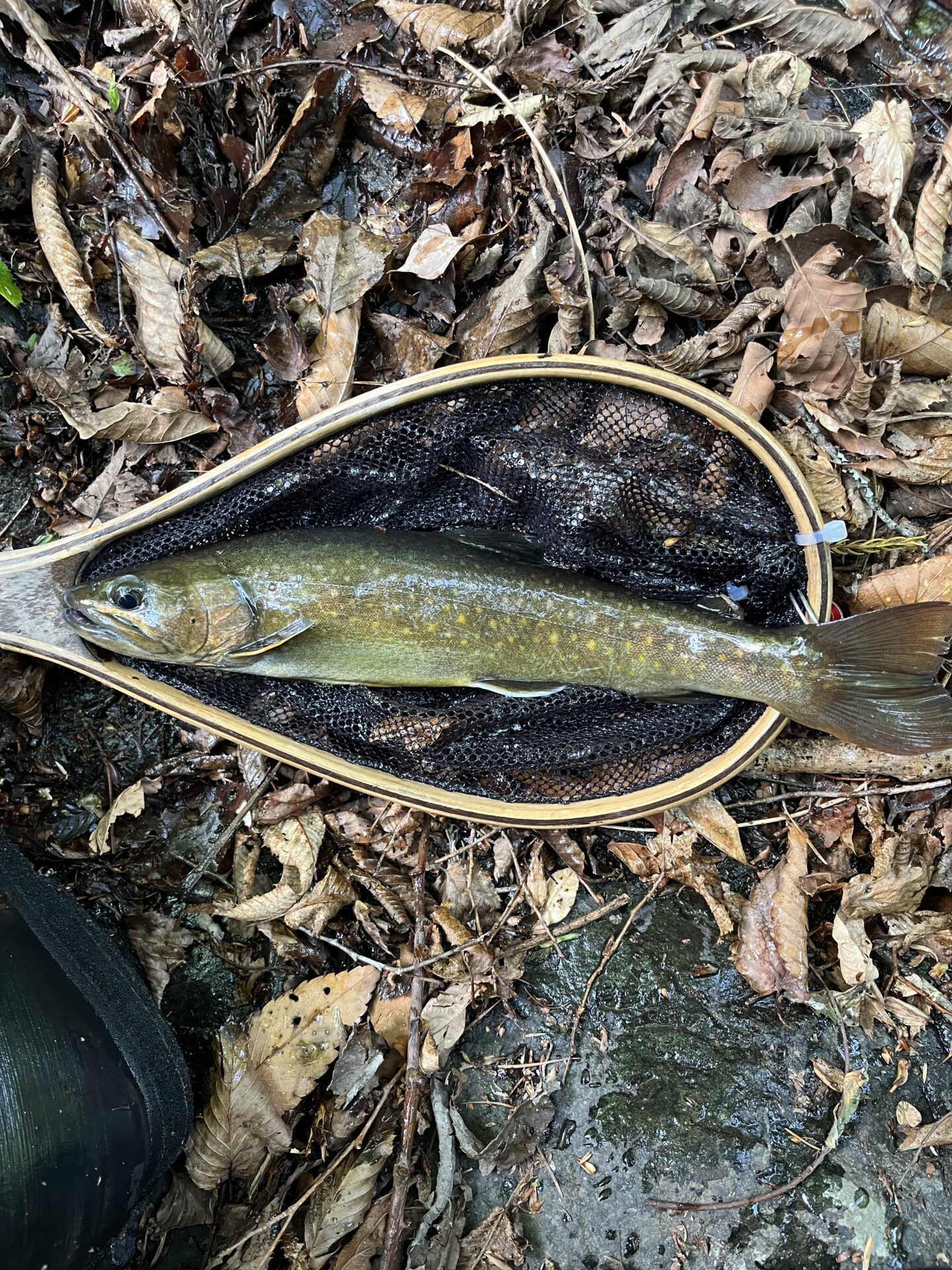 岩魚
上野村
中丿沢毛ばり釣り専用区(13)
15:06