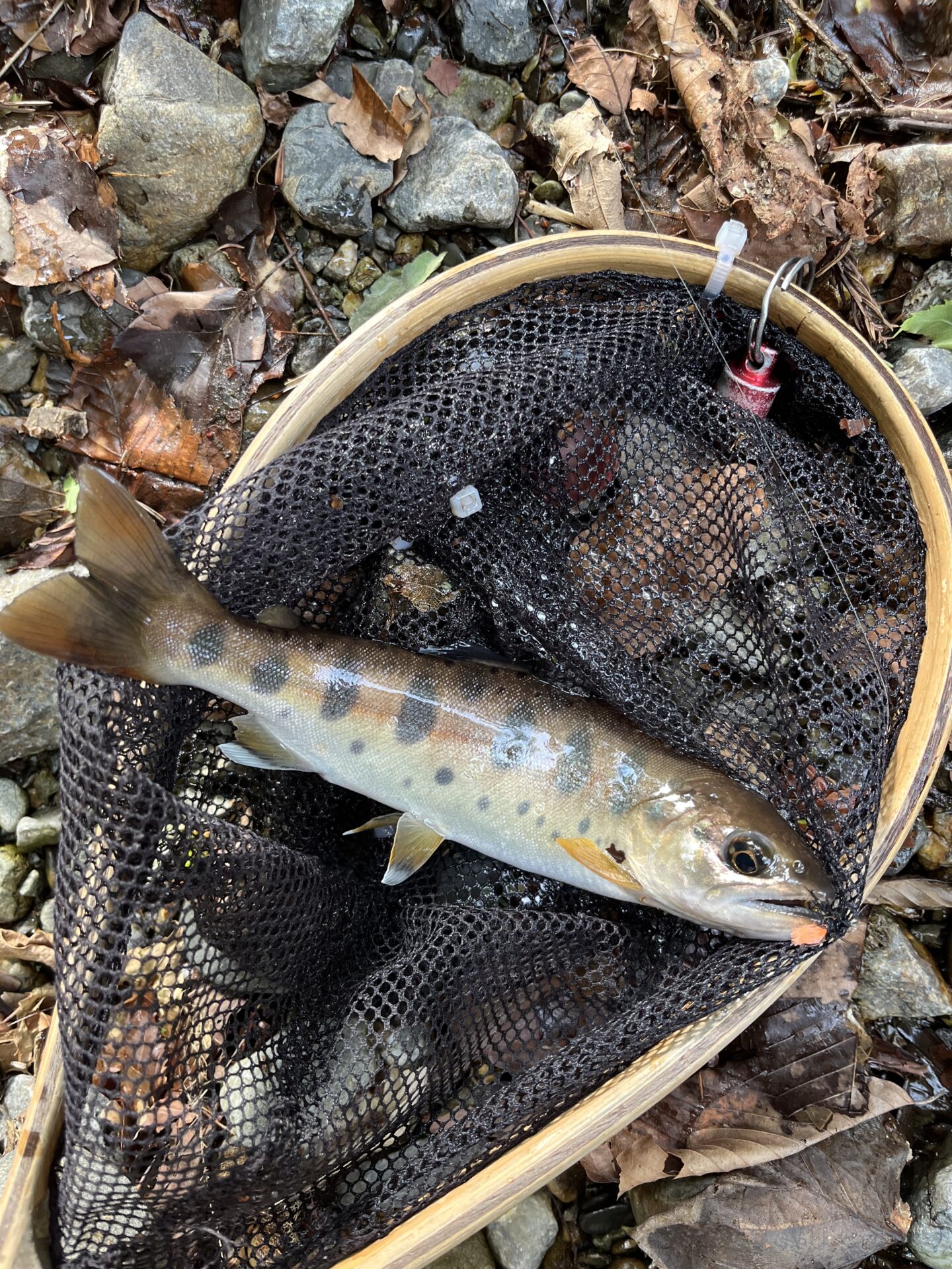 山女魚
上野村
中丿沢毛ばり釣り専用区(15)
16:18