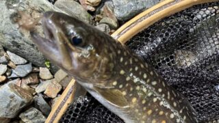 【釣果11匹山女魚2岩魚9】シャロムの森2026.5.27 
