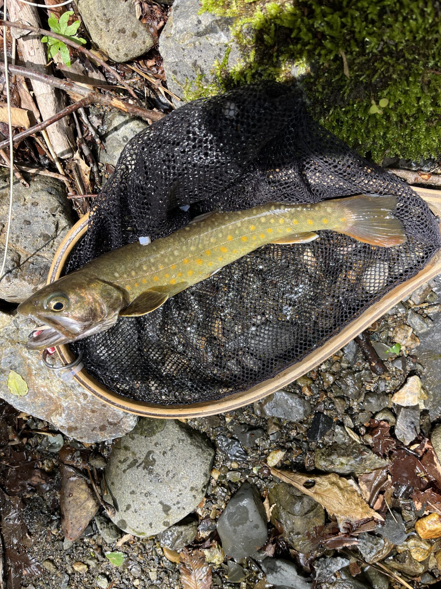 岩魚
中丿沢毛ばり釣り専用区
2026.5.28(2)
