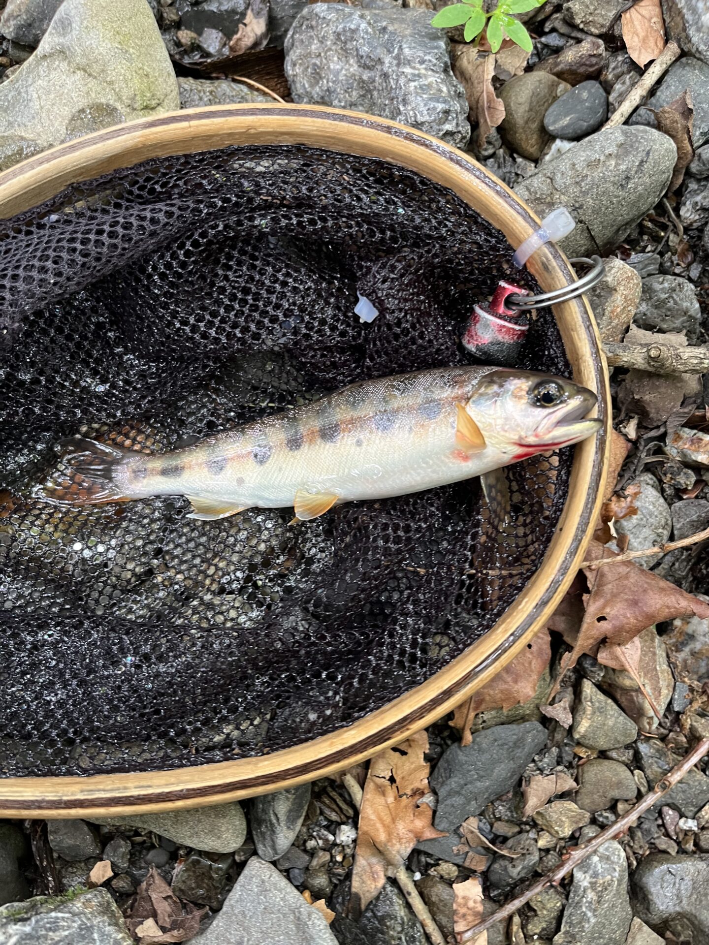 山女魚
中丿沢毛ばり釣り専用区
2026.25.28(3)