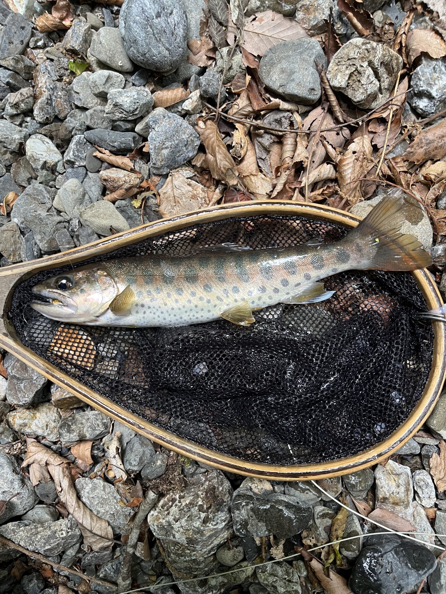 山女魚
中丿沢毛ばり釣り専用区
2026.5.28(5)