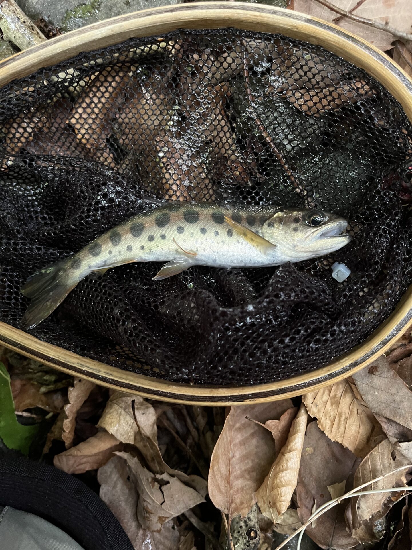 山女魚
中丿沢毛ばり釣り専用区
2026.5.28(7)