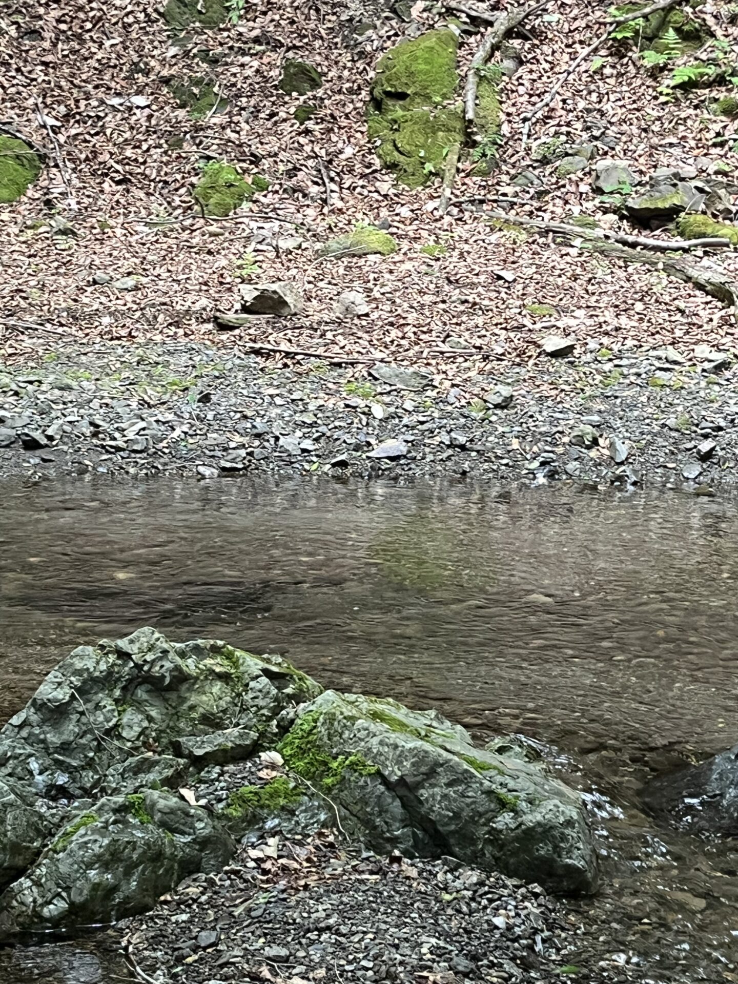 ポイント
山女魚
中丿沢毛ばり釣り専用区
2026.5.28(7)