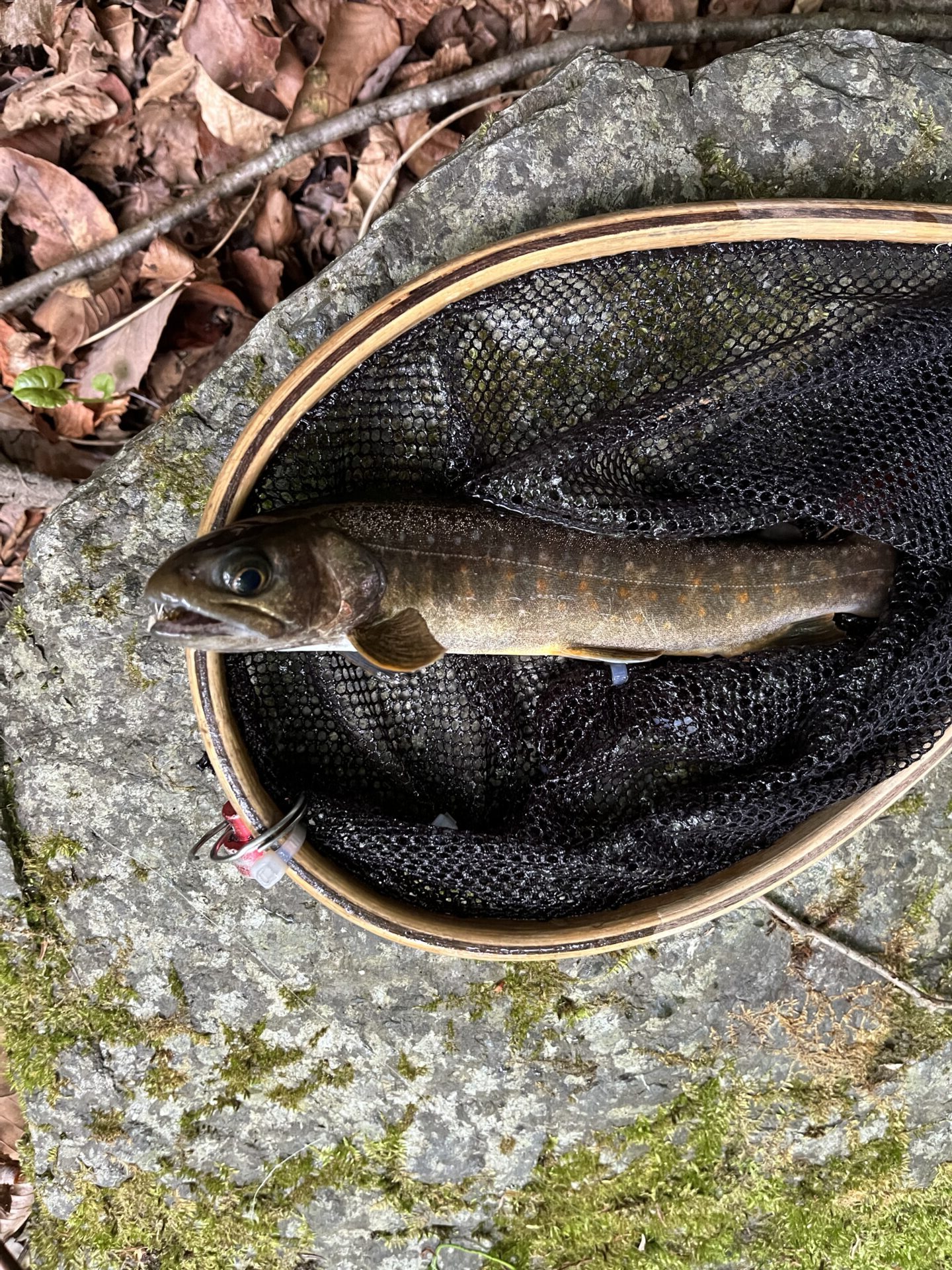 岩魚
中丿沢毛ばり釣り専用区
2026.5.28(8)