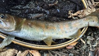 【釣果9匹山女魚5岩魚4】中丿沢毛ばり釣り専用区2026.5.28 