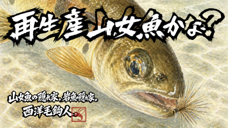 【フライフィッシング】再生産山女魚かな？
