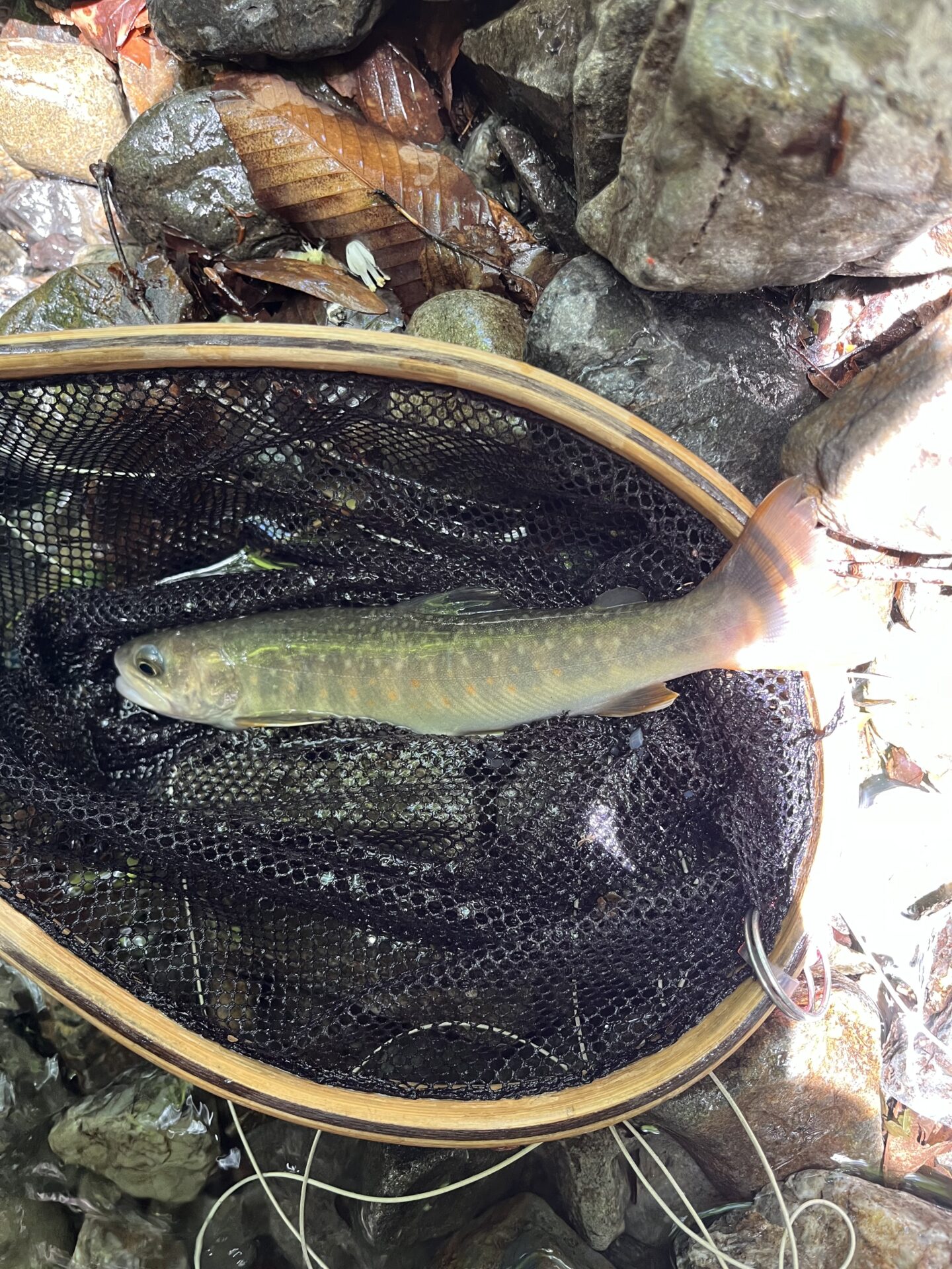 岩魚
上野村
中丿沢毛ばり釣り専用区
2026.6.10(3)
11:03