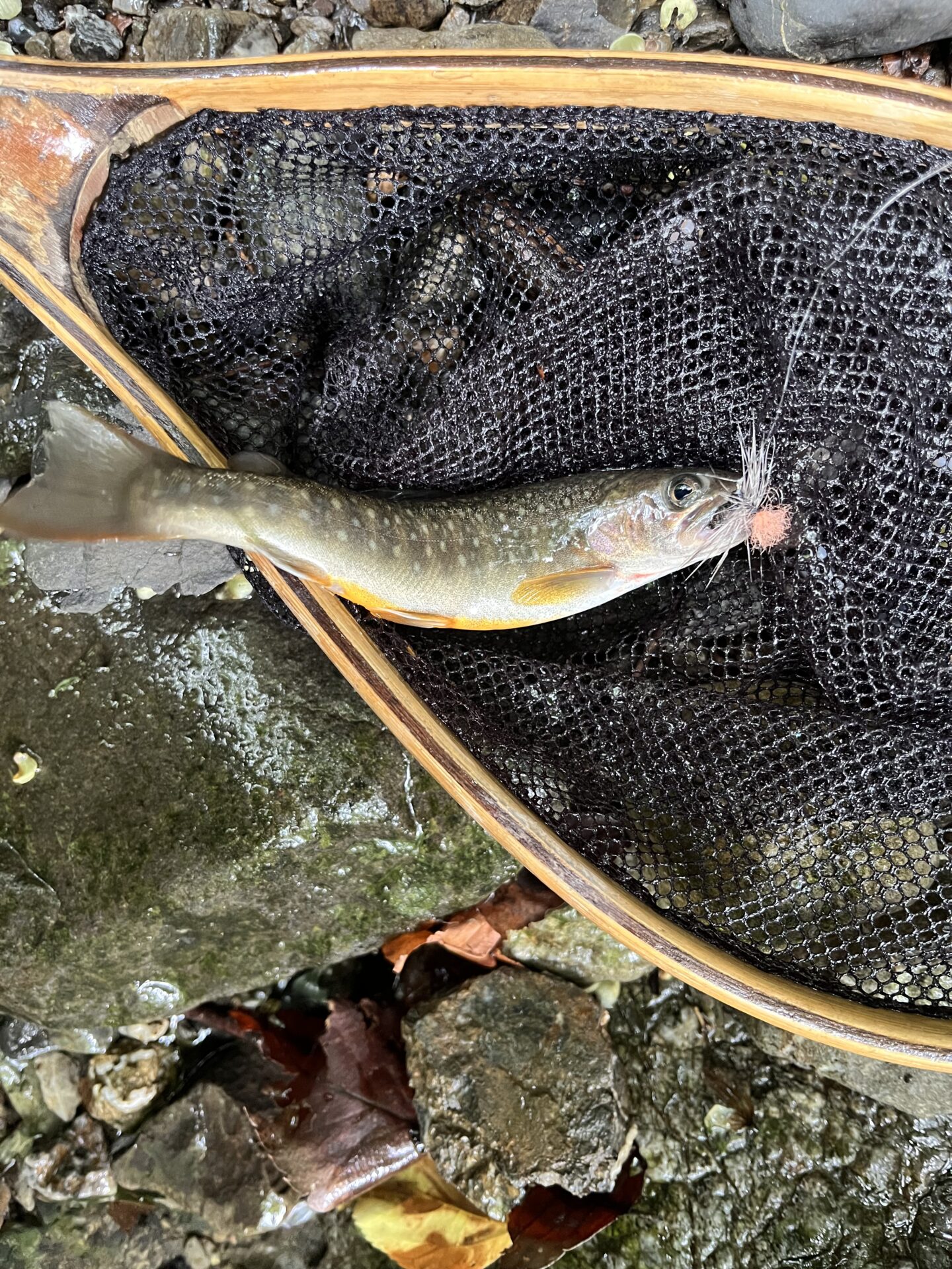 岩魚
上野村
中丿沢毛ばり釣り専用区
2026.6.10(4)
11:20