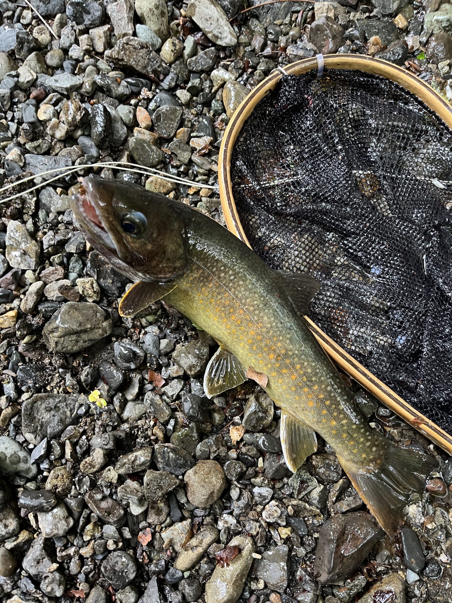 岩魚
上野村
中丿沢毛ばり釣り専用区
2026.6.10(6)
12:36