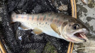 【釣果19匹山女魚9岩魚10】中丿沢毛ばり釣り専用区2026.6.10 
