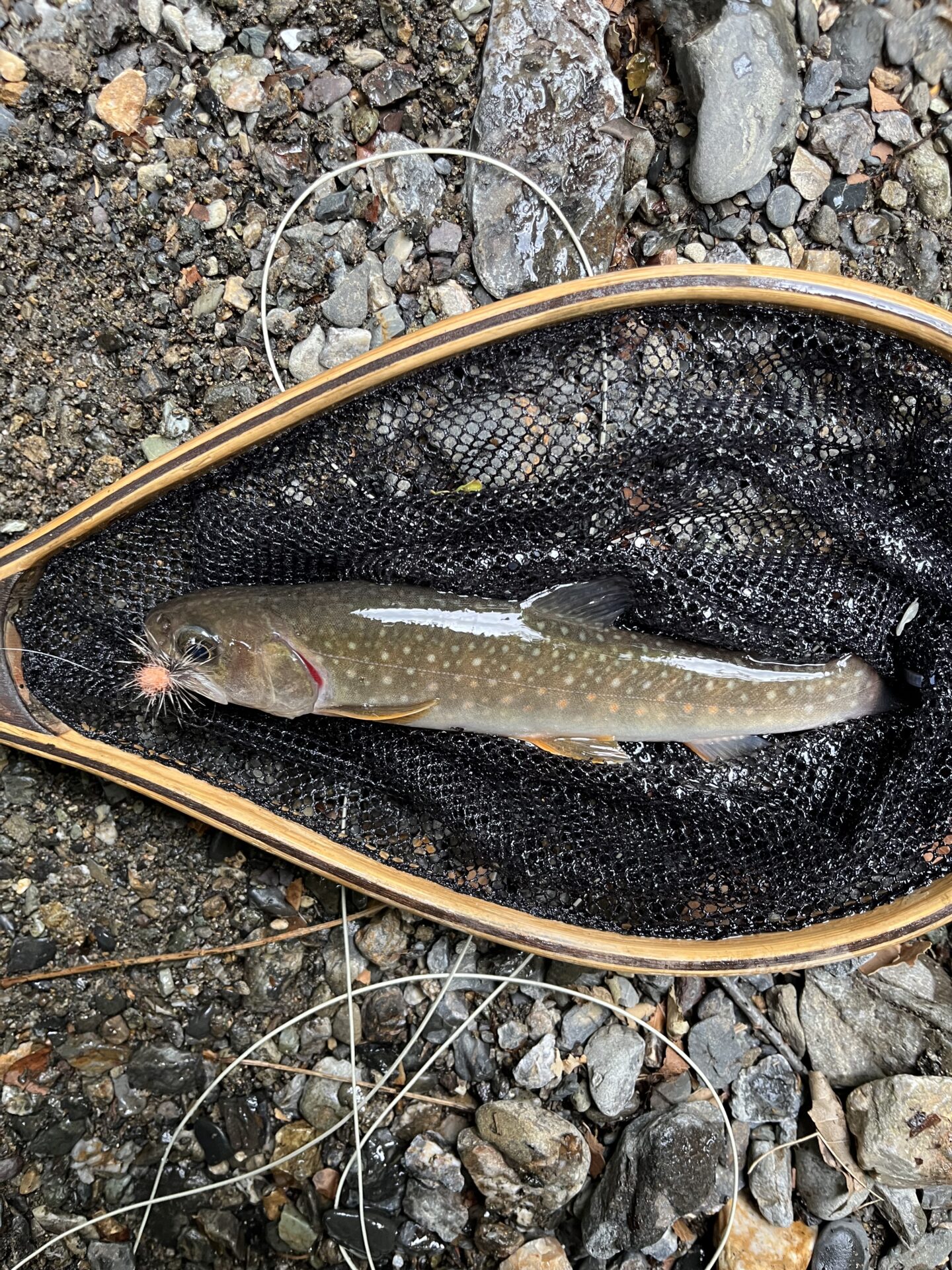 岩魚
上野村
中丿沢毛ばり釣り専用区
2026.6.10(8)
13:07