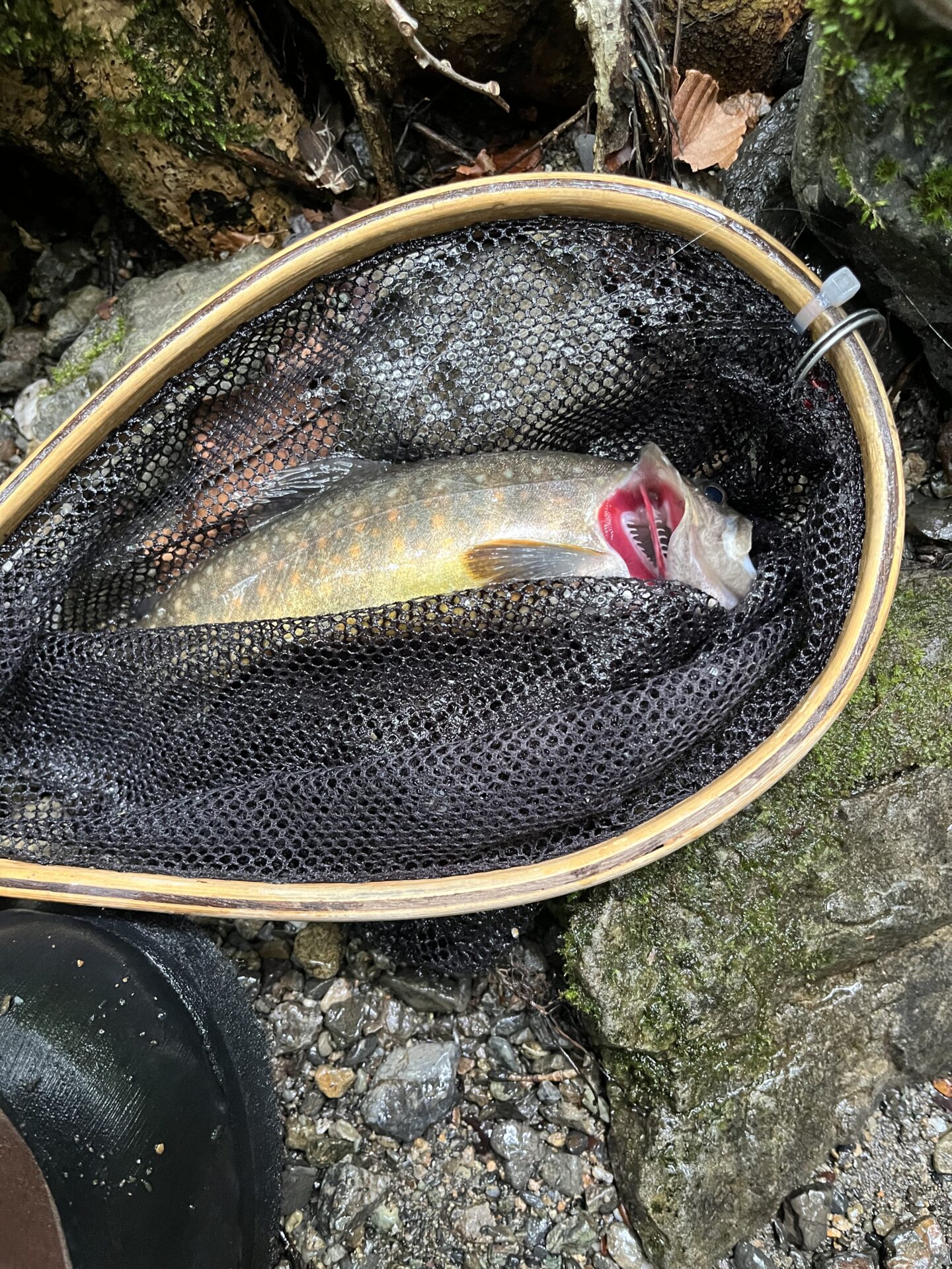 岩魚
上野村
中丿沢毛ばり釣り専用区
2026.6.10(9)
13:50