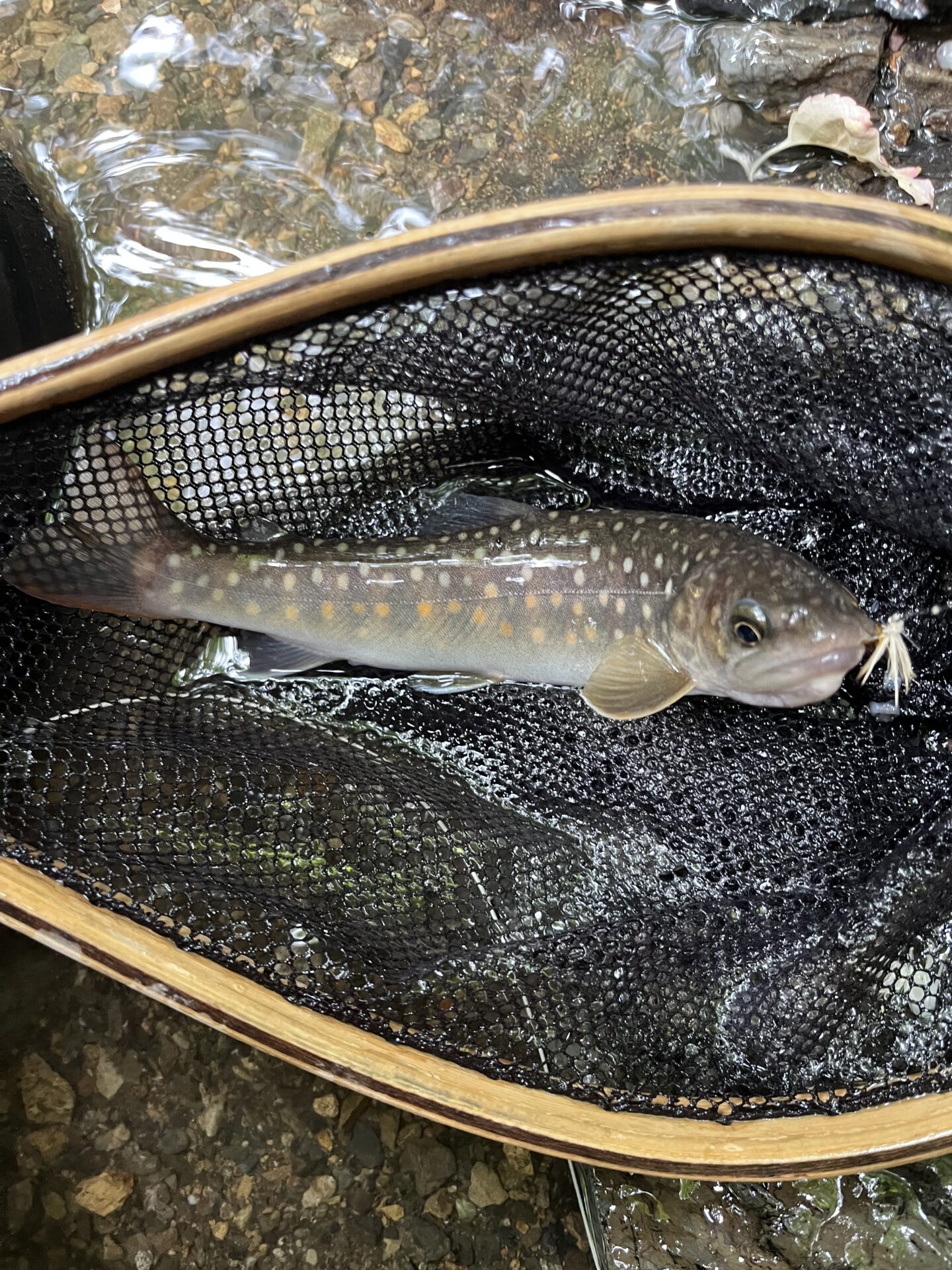 岩魚
上野村
中丿沢毛ばり釣り専用区
2026.6.10(10)
14:19