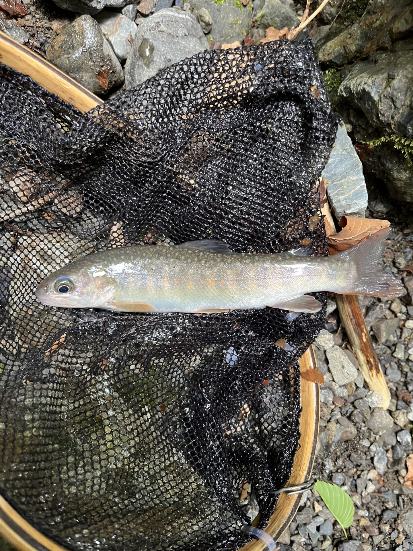岩魚
上野村
中丿沢毛ばり釣り専用区
2026.6.10(13)
15:16