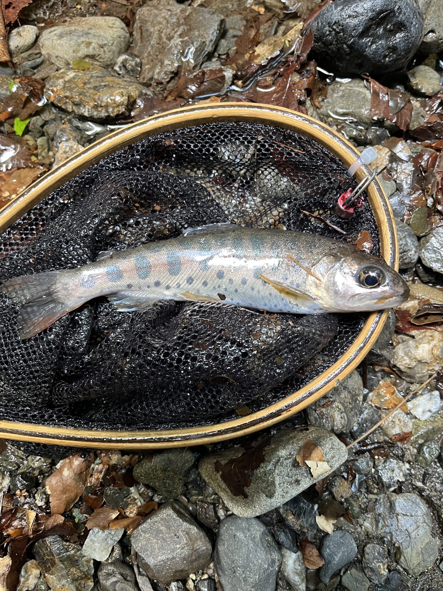 山女魚
上野村
中丿沢毛ばり釣り専用区
2026.6.10(14)
15:22