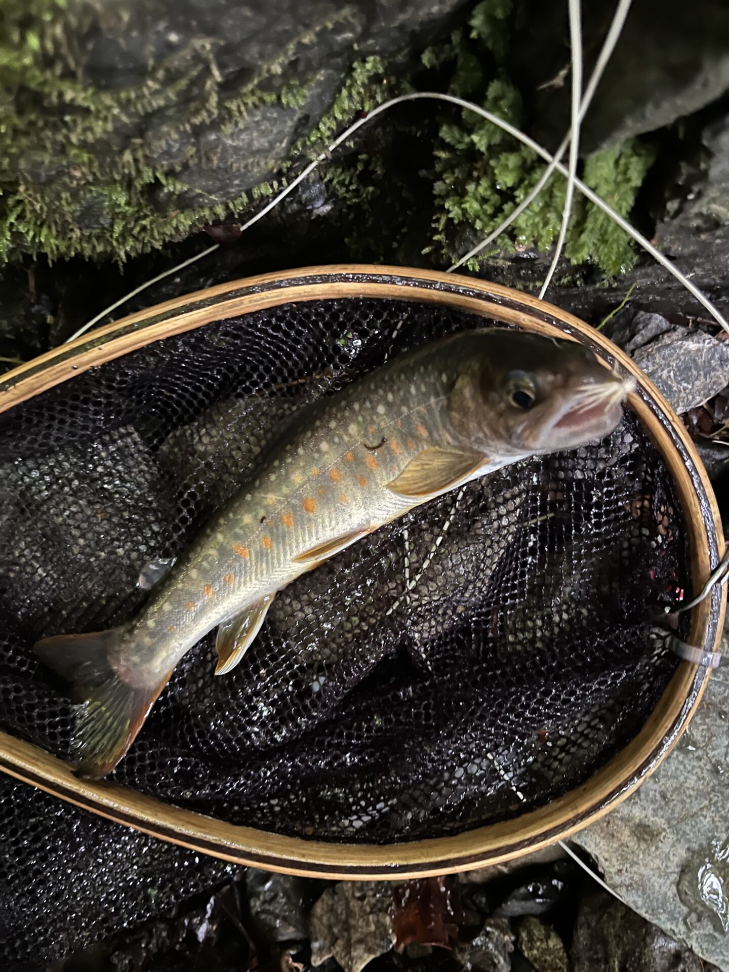 岩魚
上野村
中丿沢毛ばり釣り専用区
2026.6.10(16)
15:50