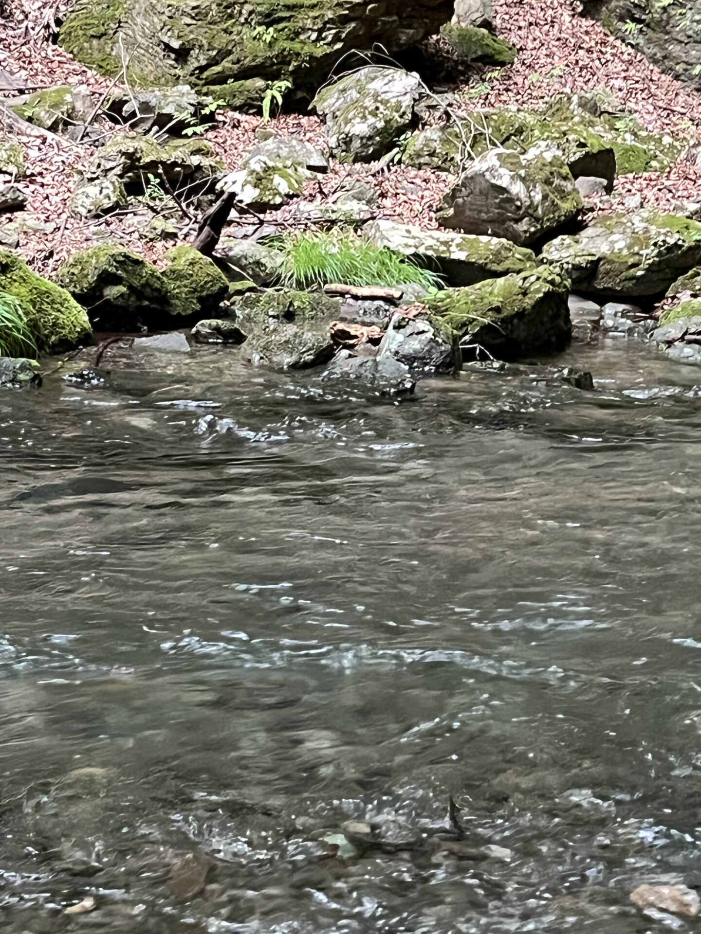 ポイント
岩魚
上野村
中丿沢毛ばり釣り専用区
2026.6.10(16)
15:50