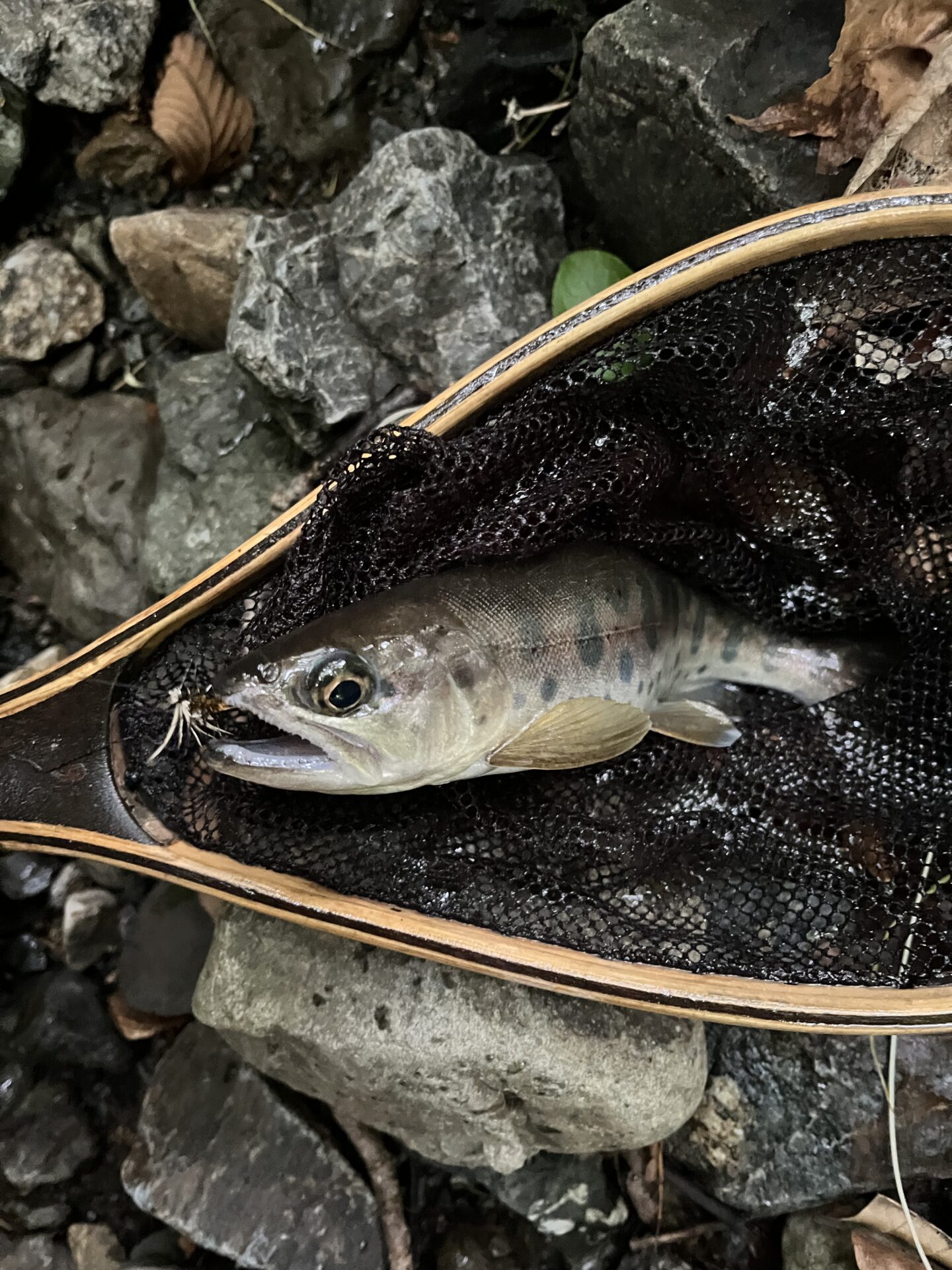 山女魚
上野村
中丿沢毛ばり釣り専用区
2026.6.10(17)
15:56