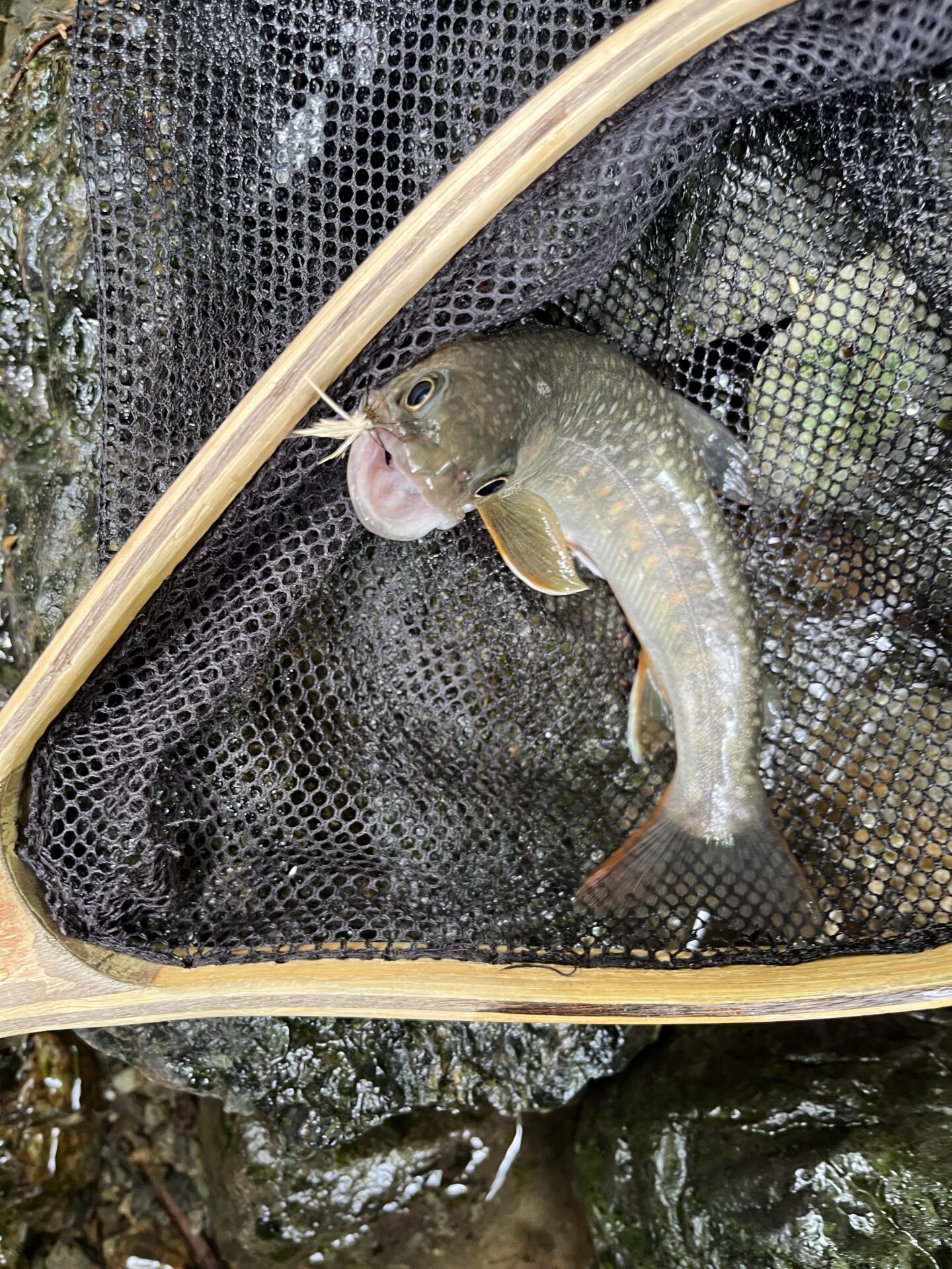 岩魚
上野村
中ノ沢毛ばり釣り専用区
10:07