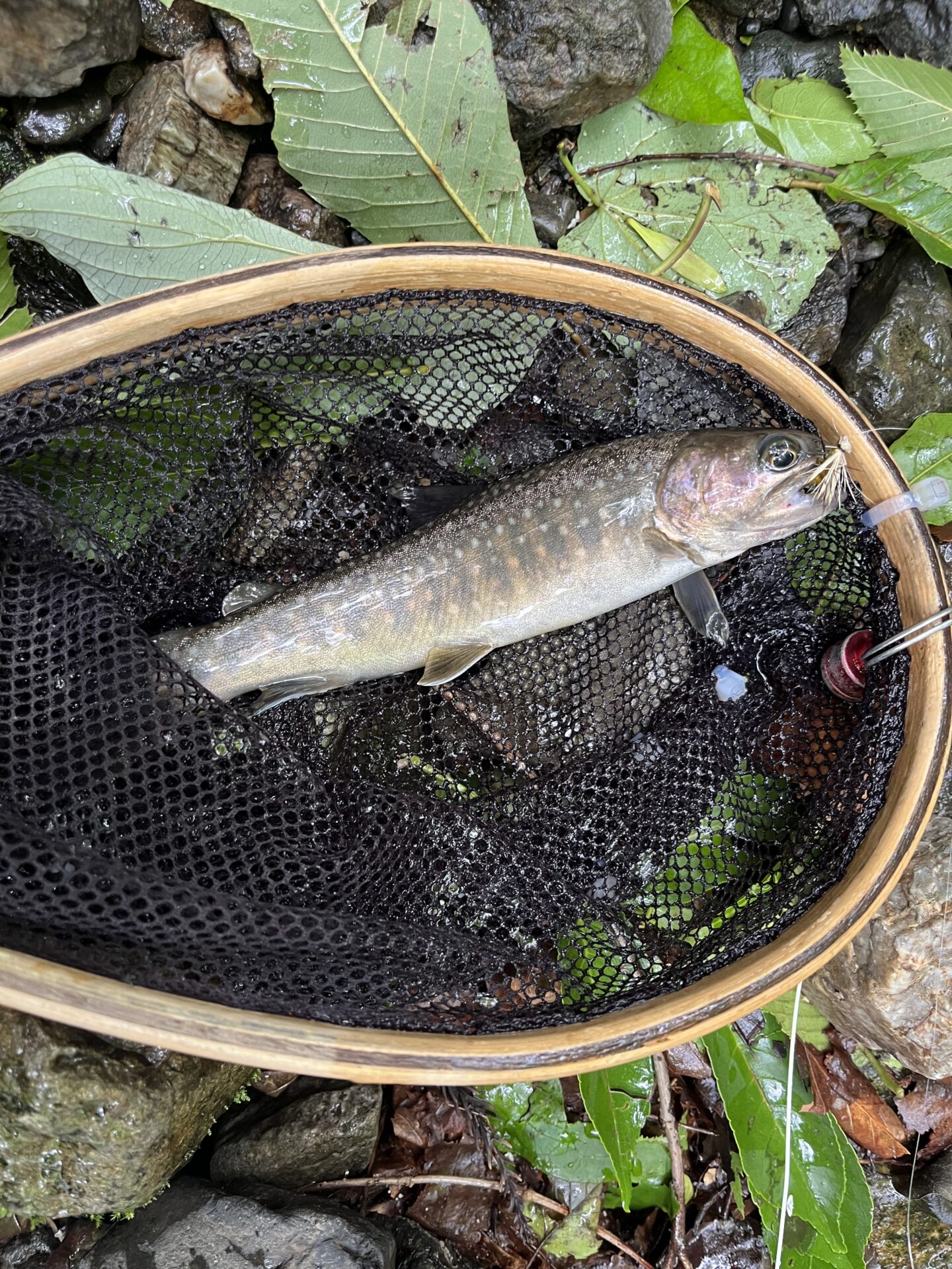 岩魚
上野村
中ノ沢毛ばり釣り専用区
2026.6.24
10:23