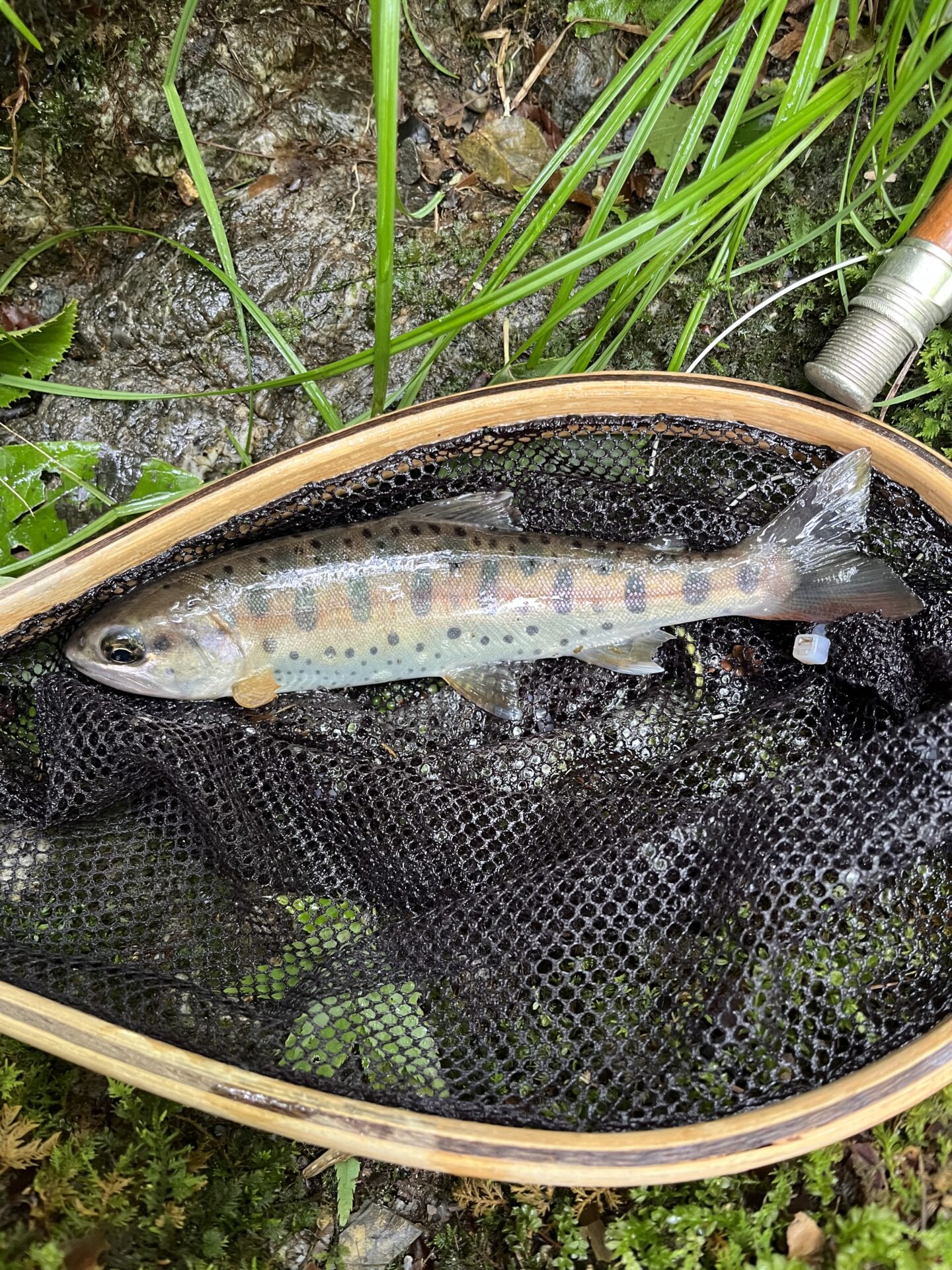 山女魚
上野村
中ノ沢毛ばり釣り専用区
2026.6.24
10:31
