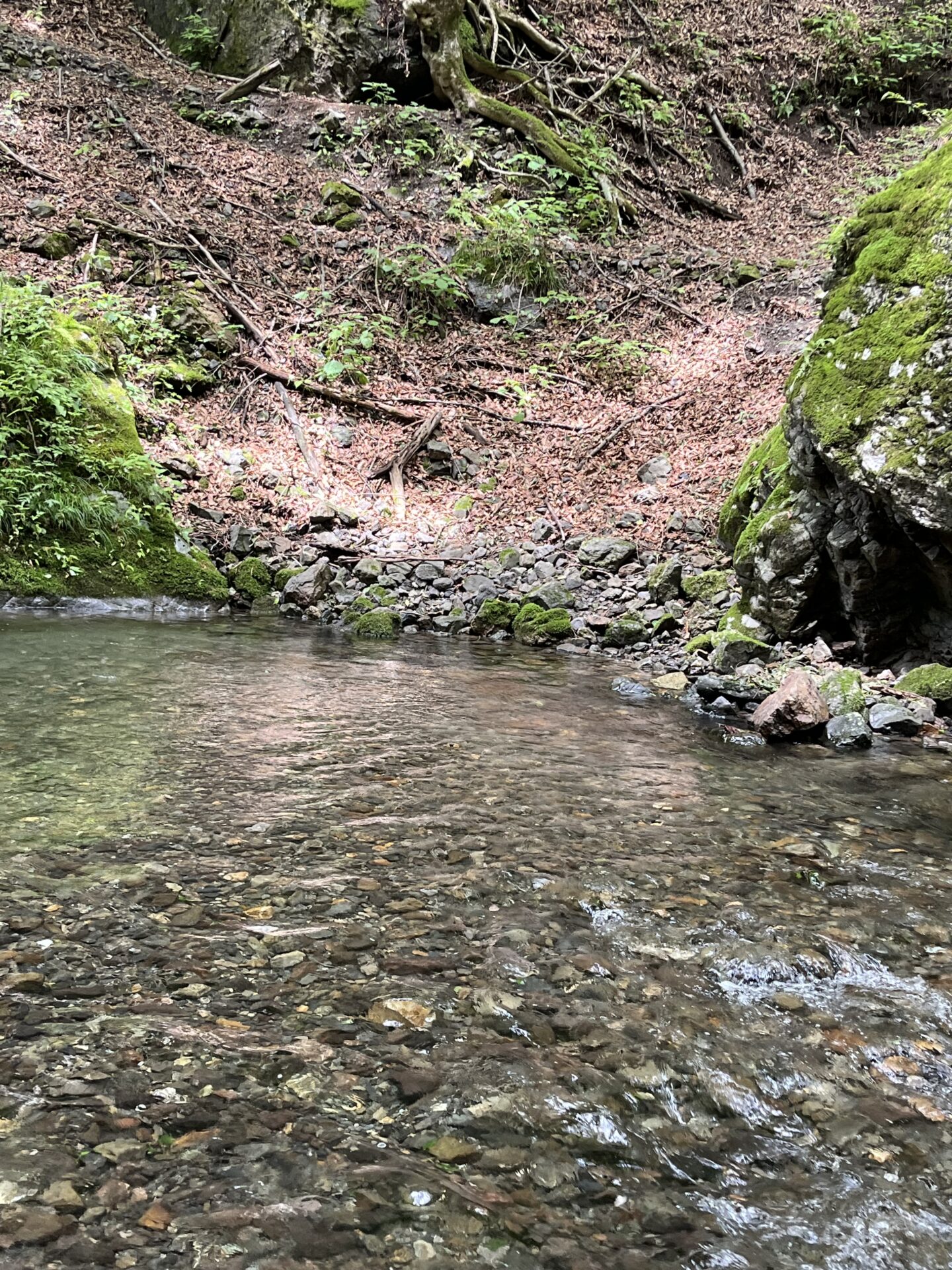 ポイント
山女魚
上野村
中ノ沢毛ばり釣り専用区
2026.6.24
10:31