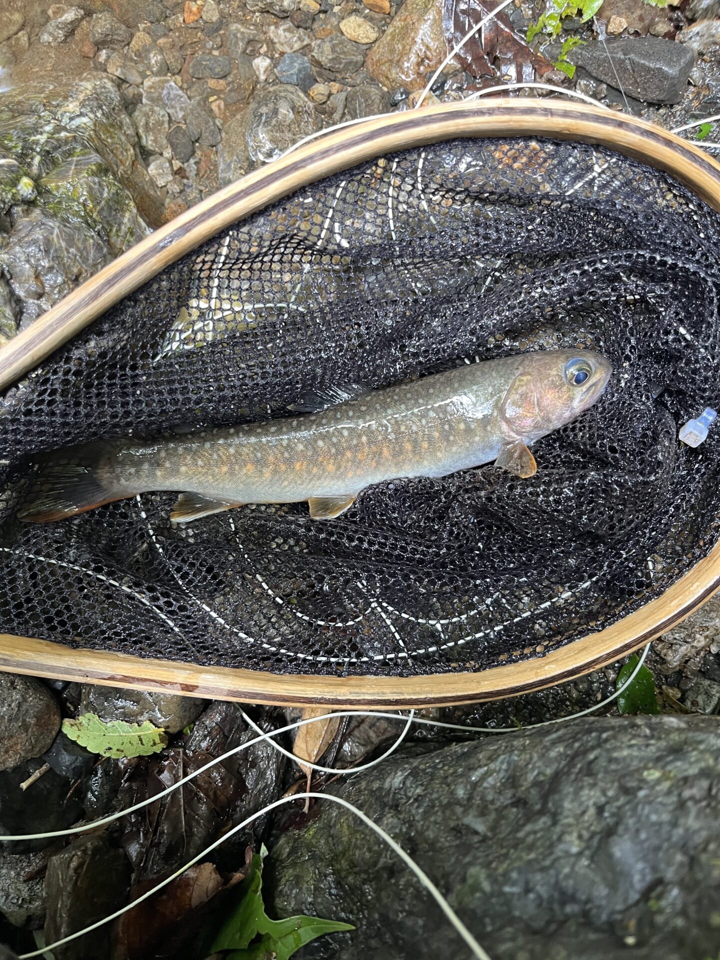 岩魚
上野村
中ノ沢毛ばり釣り専用区
10:51