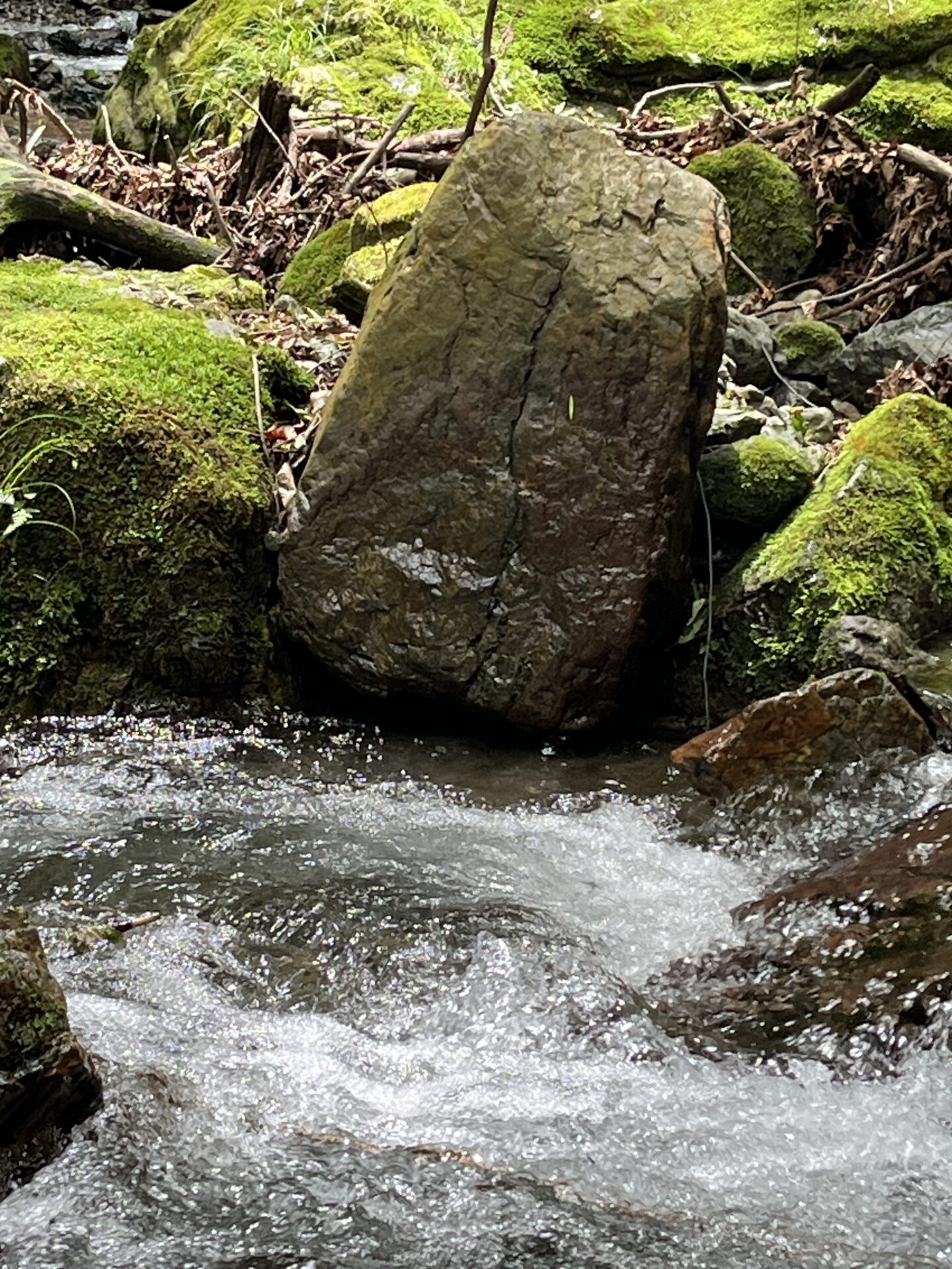 ポイント
岩魚
上野村
中ノ沢毛ばり釣り専用区
10:51